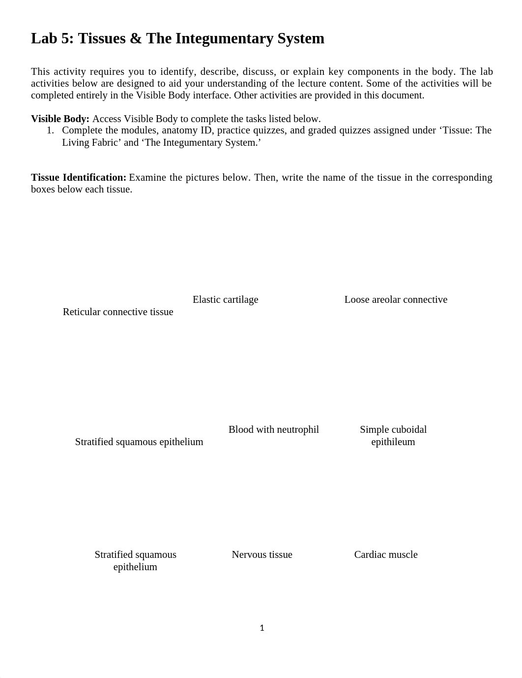 Lab 5 Tissues & Integumentary System(1).docx_d4syc8nudg6_page1