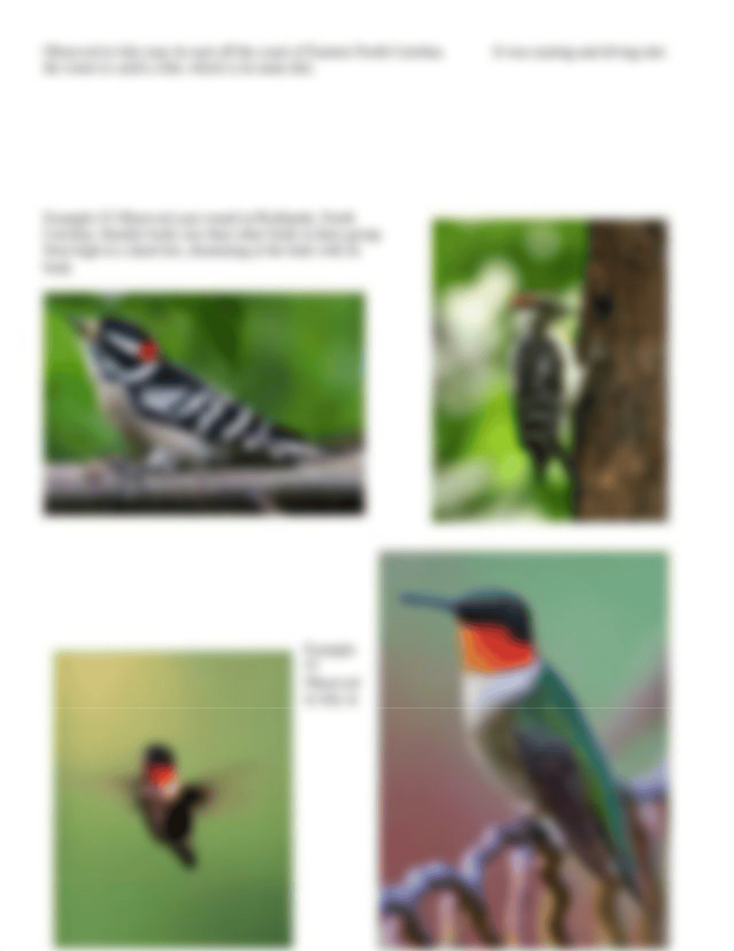 Ornithology Virtual Lab.docx_d4tmbcfjpgb_page3