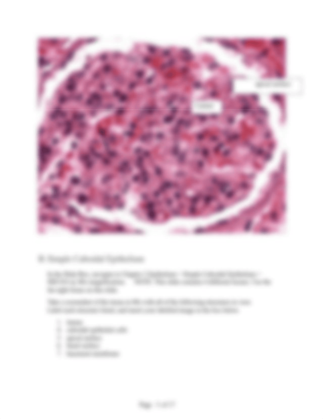 Chapter 5 Hands On Lab - Tissue Histology.docx_d4u5v9lb9ko_page3