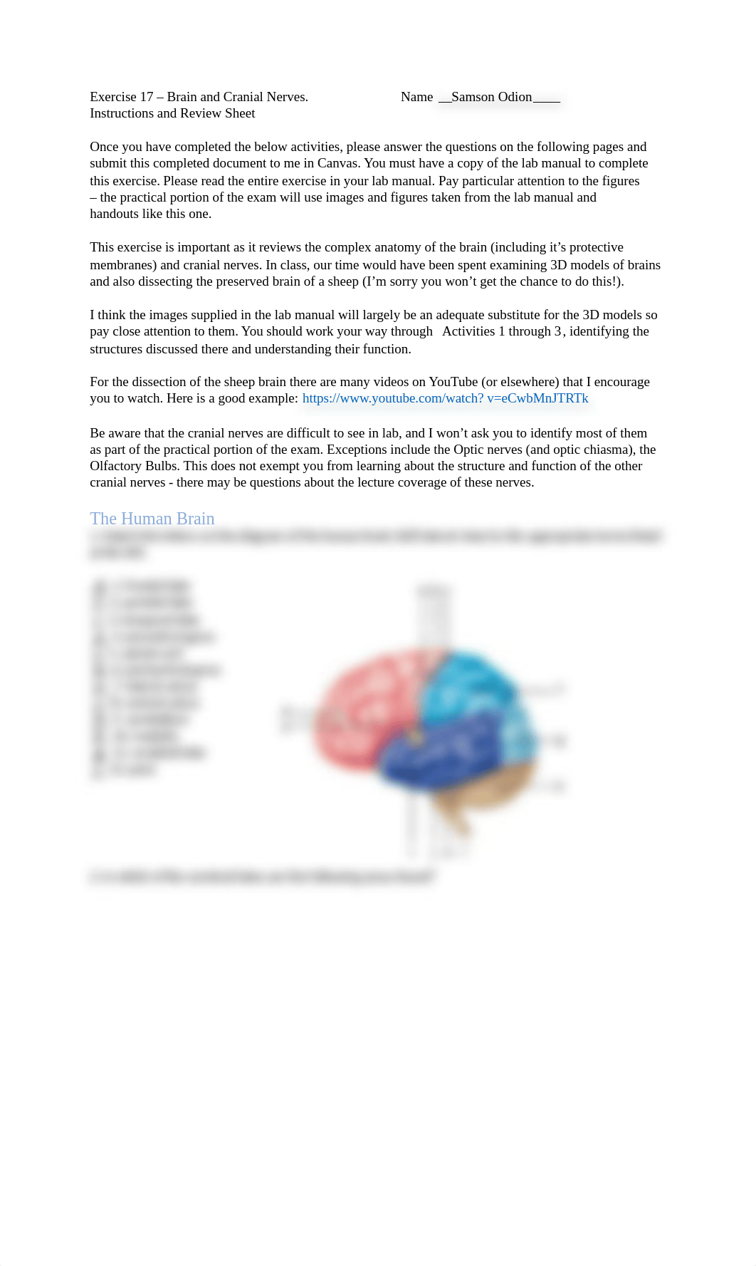 Exercise 17 - Brain and Cranial Nerves.docx_d4u5wq9chnz_page1