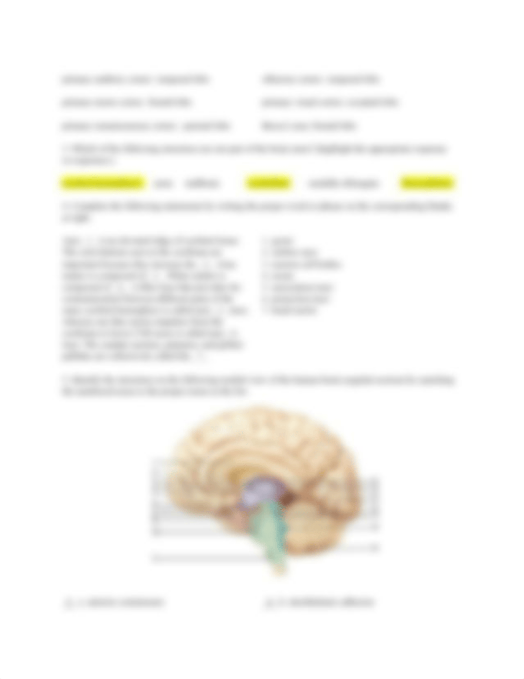 Exercise 17 - Brain and Cranial Nerves.docx_d4u5wq9chnz_page2