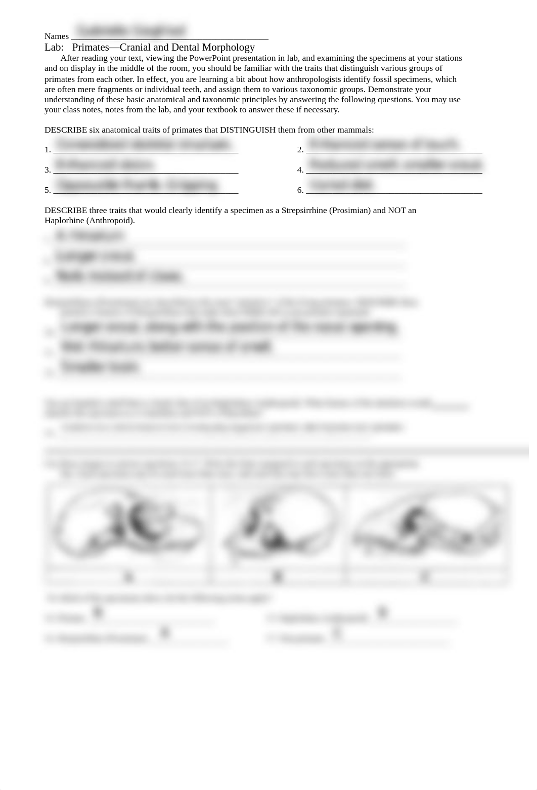 siegfried-evolution-primates cranial dental morphology-lab.pdf_d4ufd1p4dub_page1