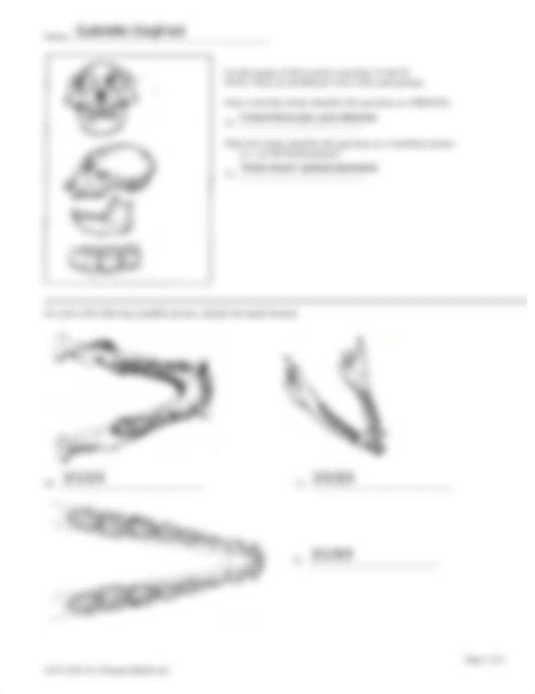 siegfried-evolution-primates cranial dental morphology-lab.pdf_d4ufd1p4dub_page2