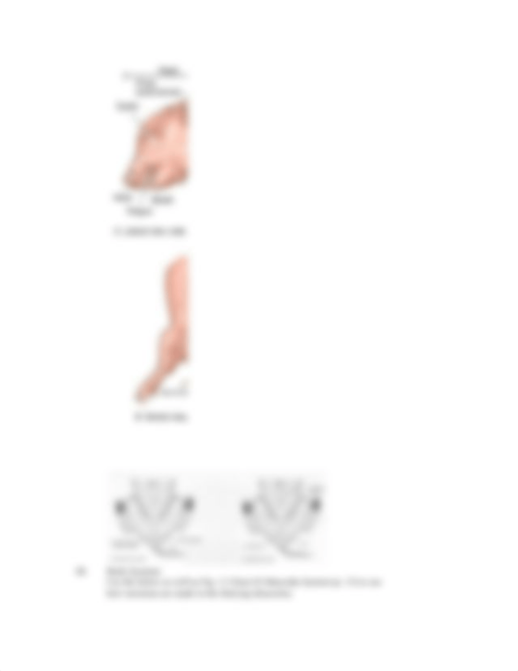 fetal pig dissection virtual lab handout.doc_d4ufgndbt5b_page3