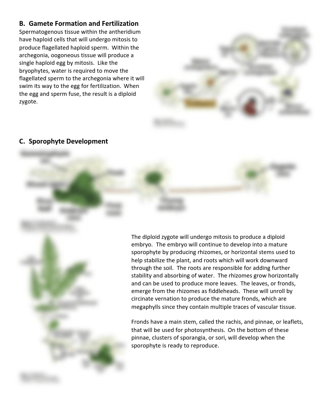 Fern Life Cycle.pdf_d4um5k1abtc_page2