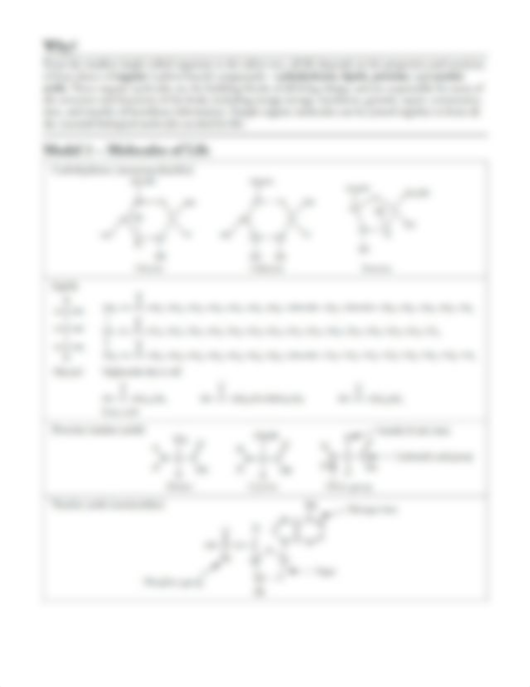 Biomolecules_Worksheet_Answers.docx_d4unhbrhwae_page3