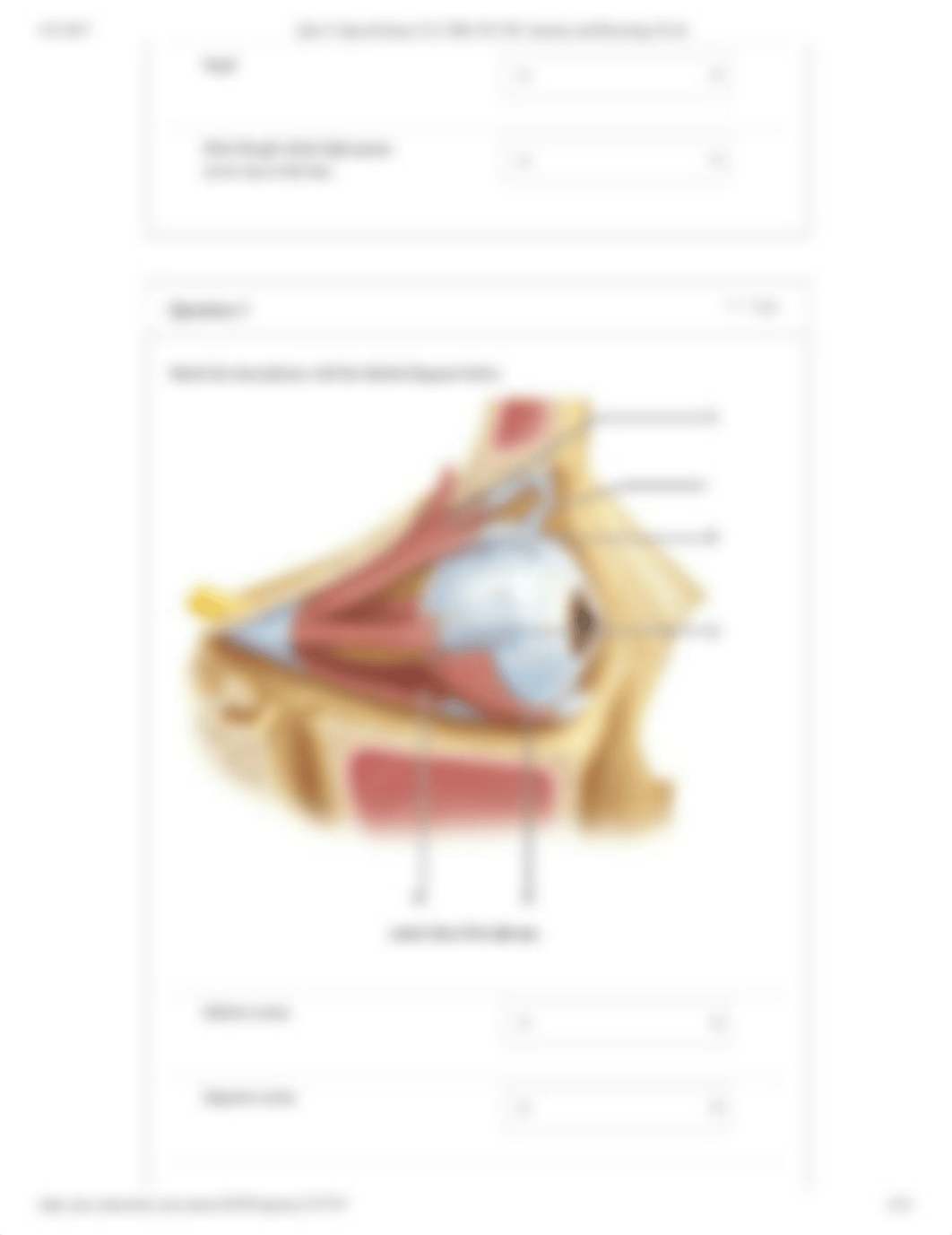 Quiz #1 Special Senses A&P2.pdf_d4uqlyep64b_page4