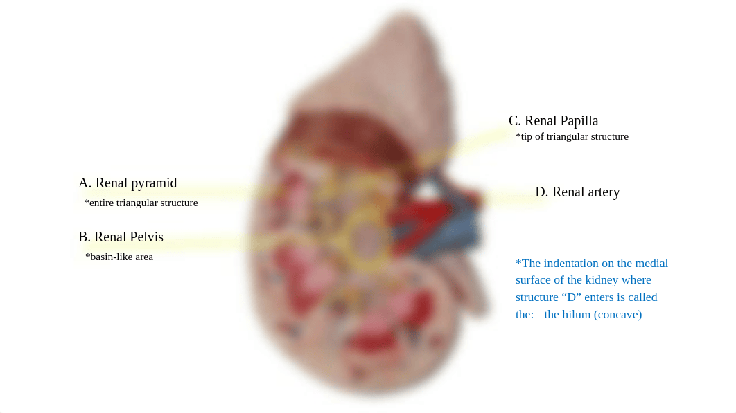 Urinary System & Urinalysis Assignment_rosecharles.pptx_d4uw6a4lw9v_page3