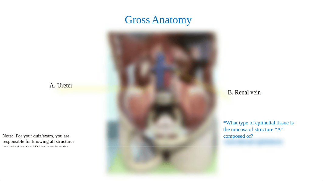 Urinary System & Urinalysis Assignment_rosecharles.pptx_d4uw6a4lw9v_page1