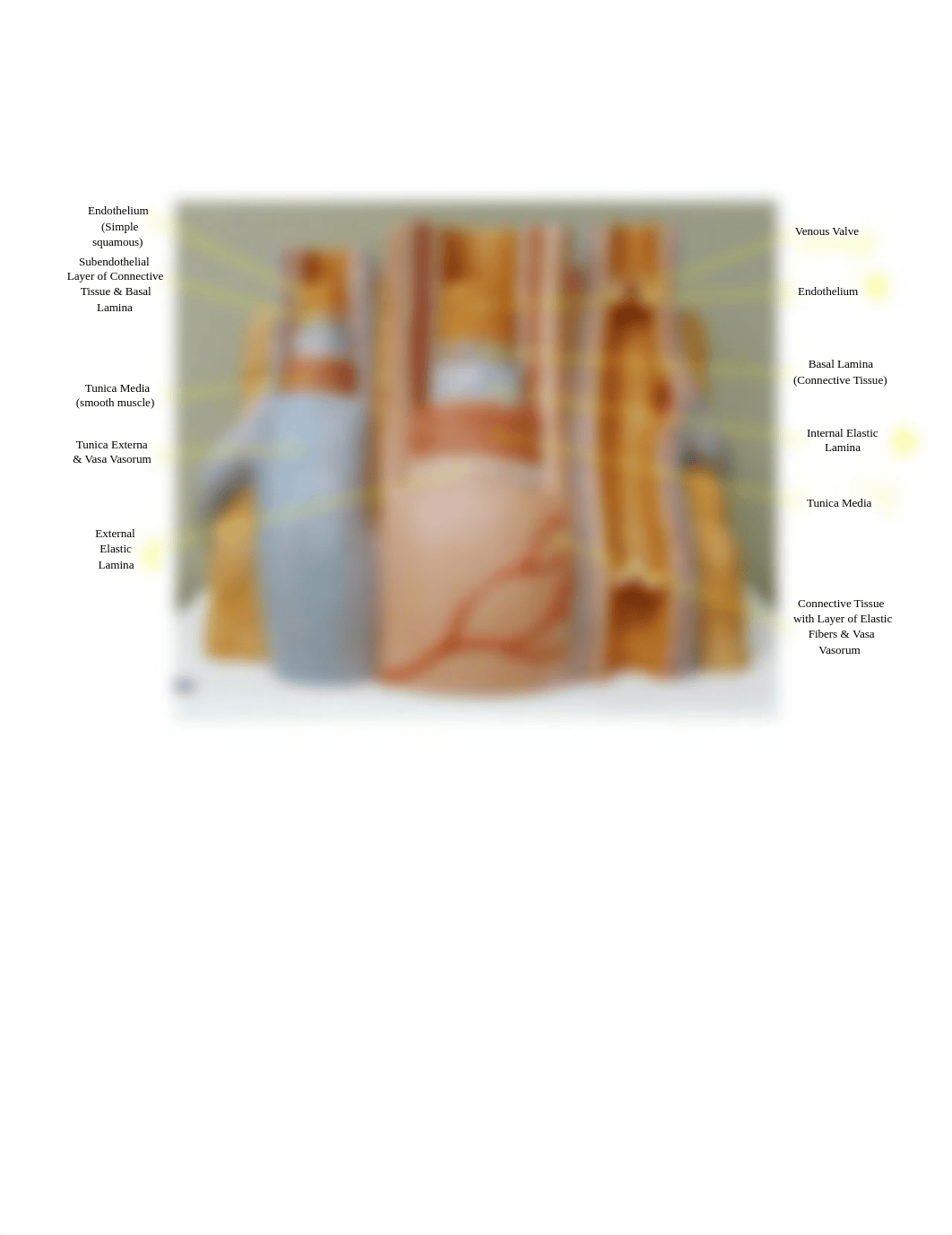 BIO 171L - Exam 1 Part 3.docx_d4v3xlfoq60_page1