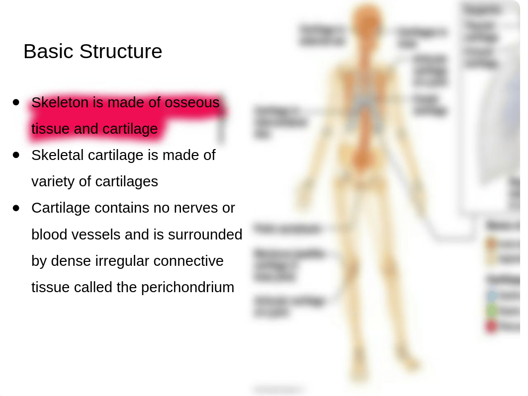 Chapter 6 Bones and Skeletal Tissue.pptx_d4w6khqo3su_page2