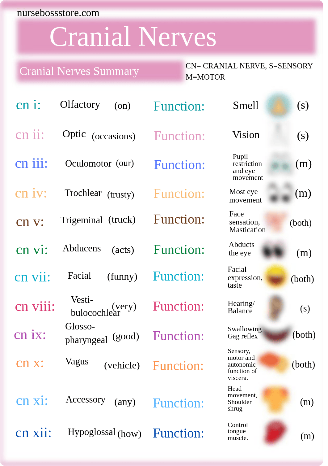 CRANIAL NERVES (NurseBoss Store).pdf_d4wuxdu6au3_page4