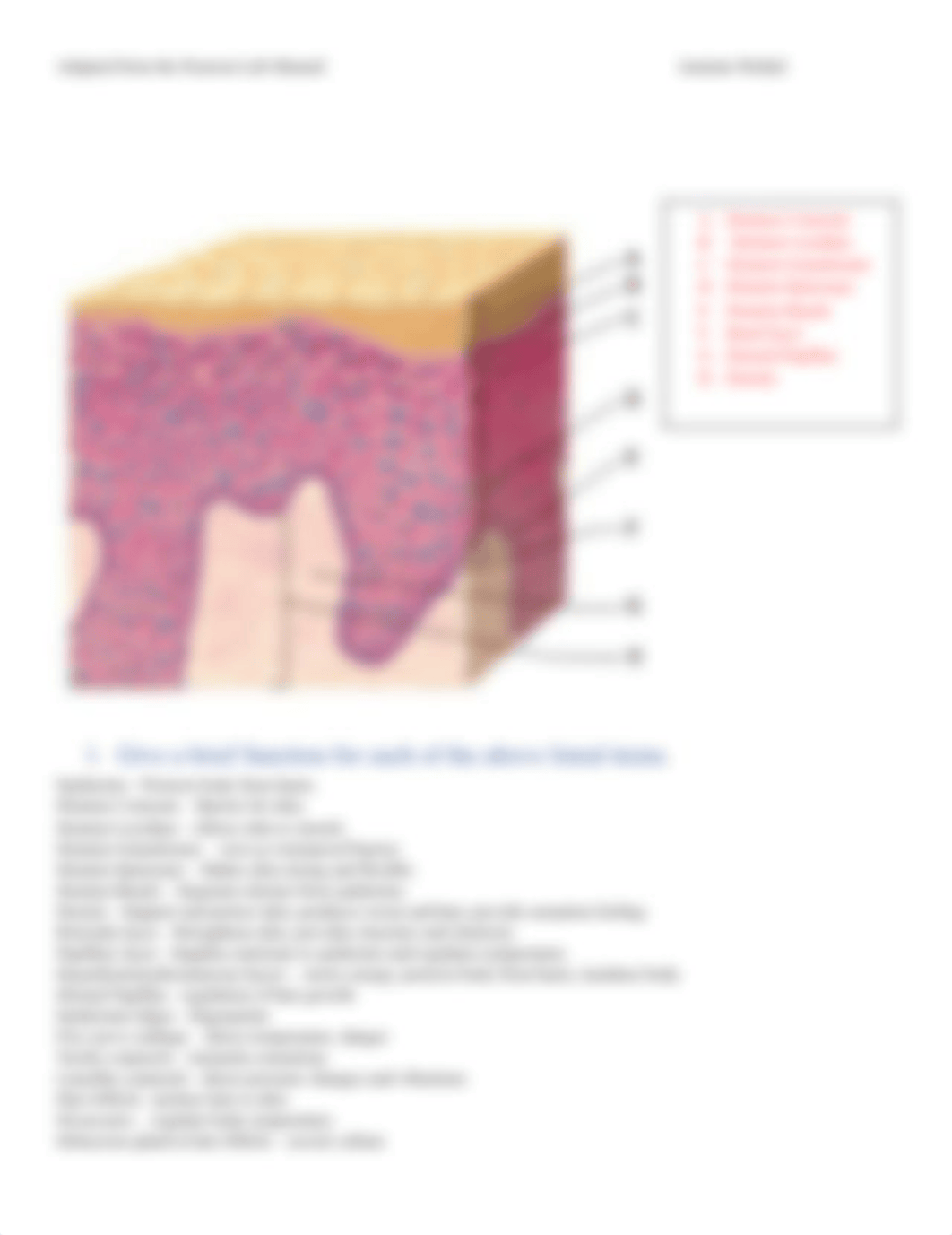 Post Lab #3 for Integumentary system.pdf_d4xg1gt7nqz_page2