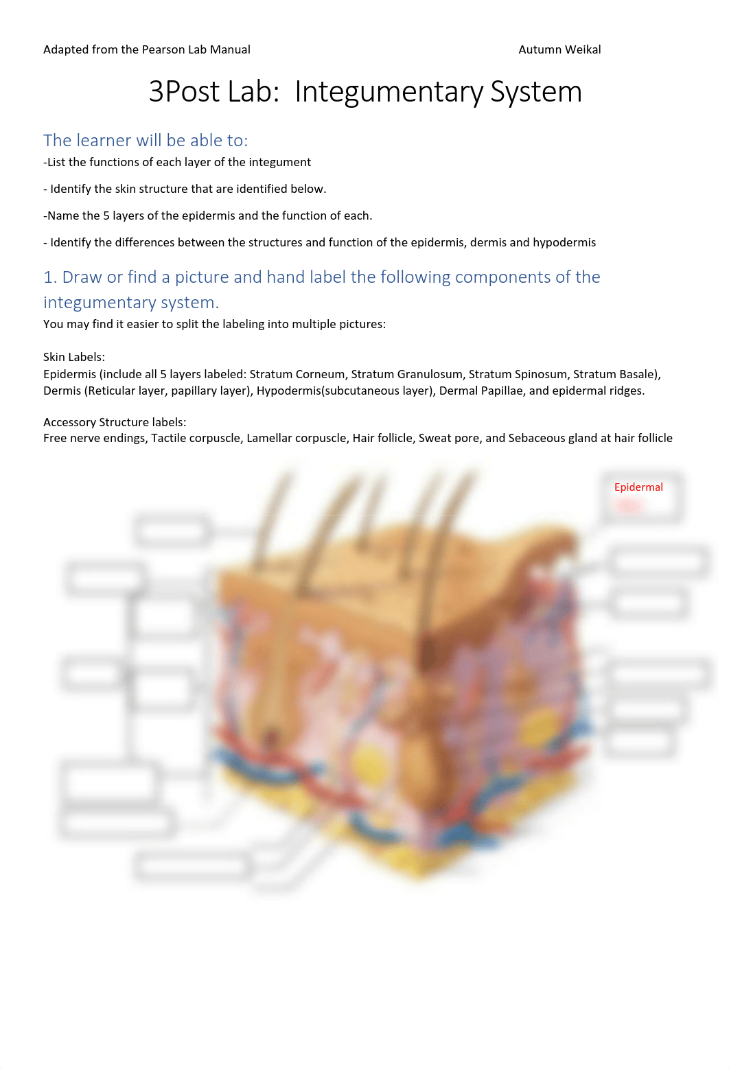 Post Lab #3 for Integumentary system.pdf_d4xg1gt7nqz_page1