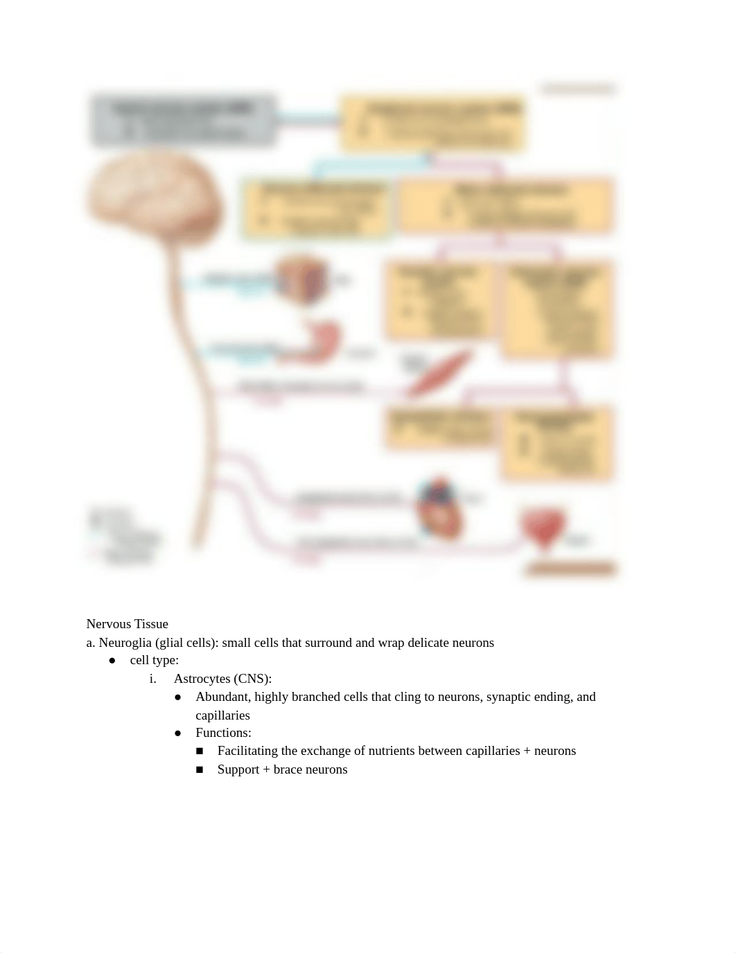 A&P exam 3 study guide.pdf_d4xnby9usvy_page2