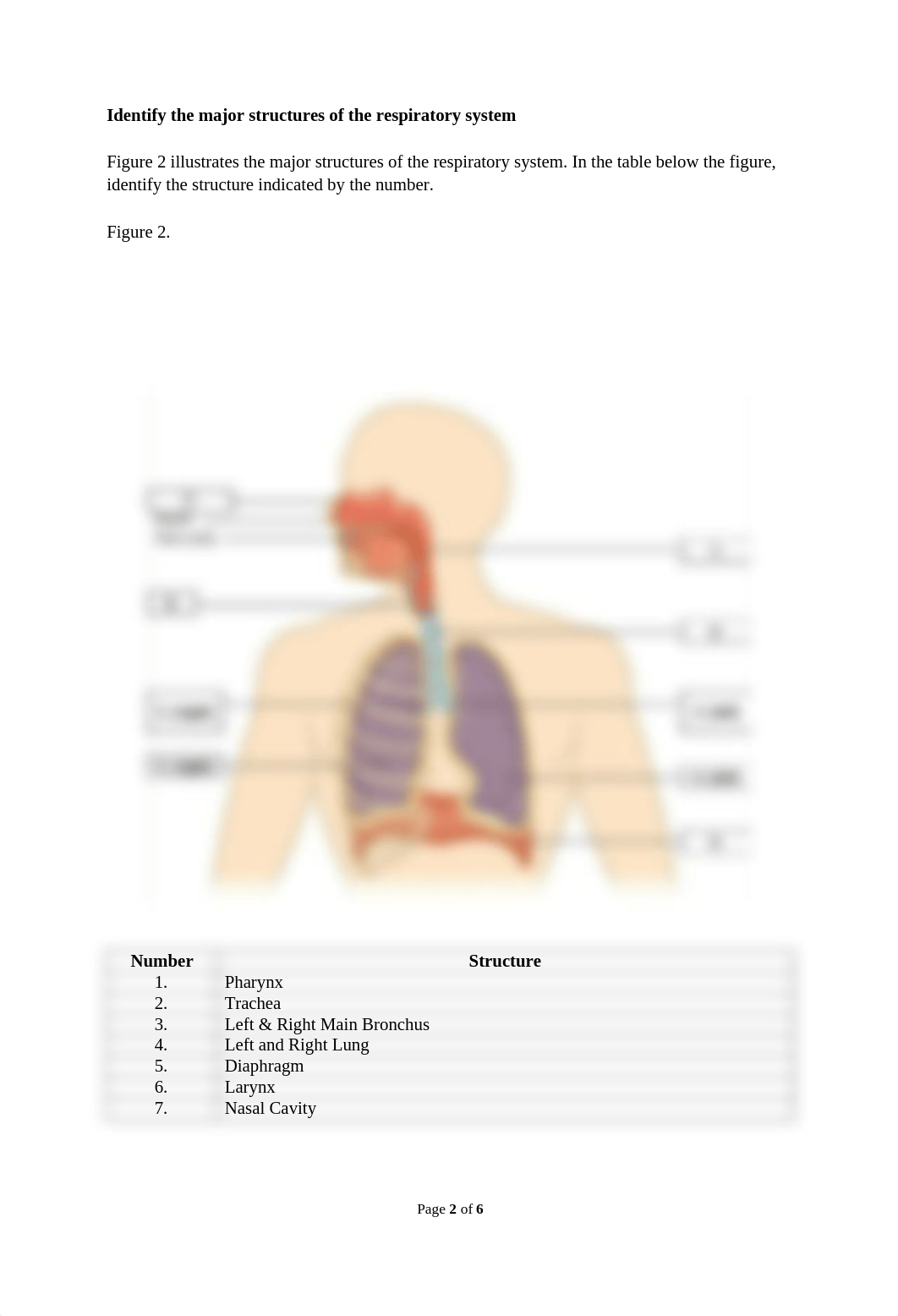 HBescher-Lab 10- The Respiratory System.docx_d4xsr7t3xxx_page3