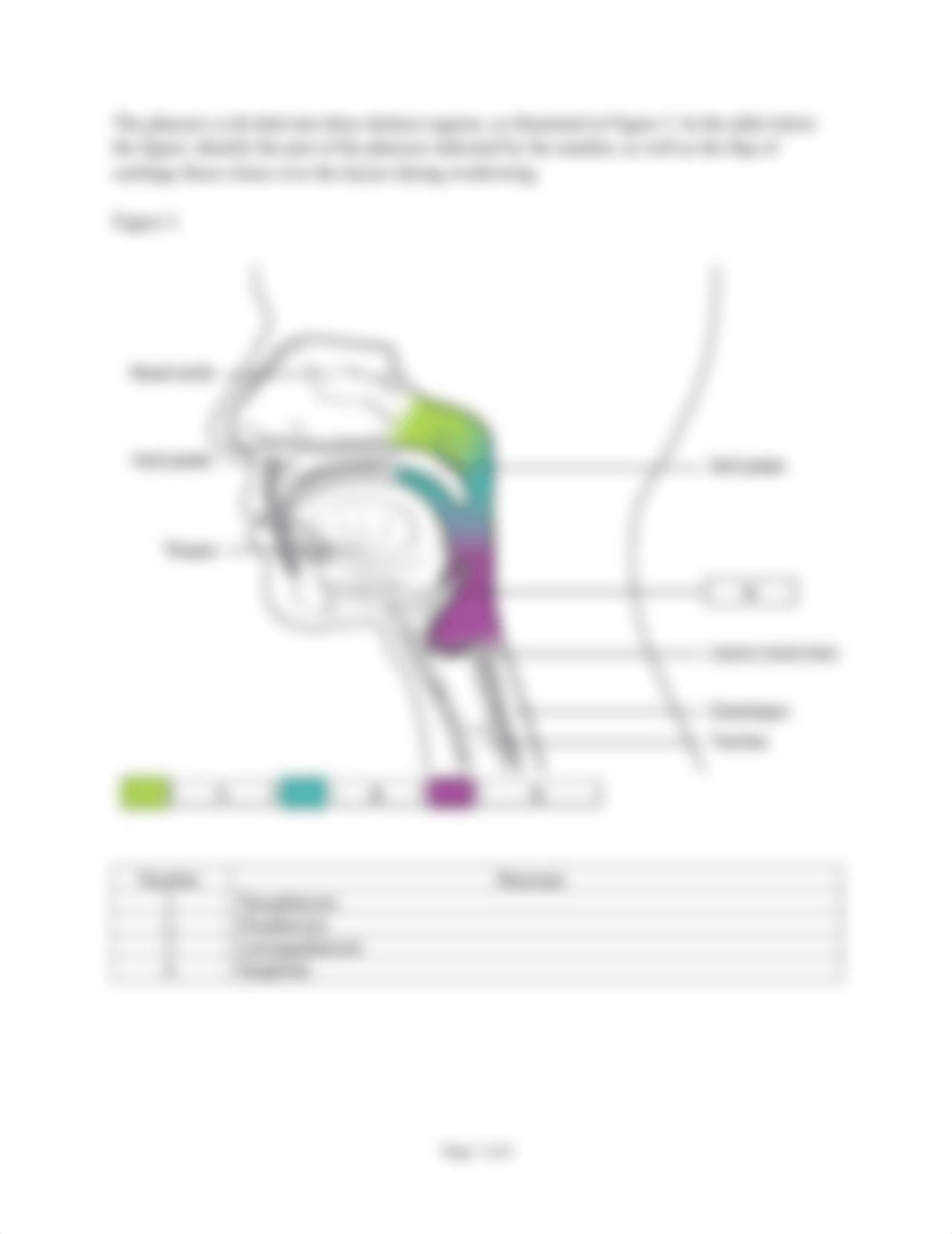 HBescher-Lab 10- The Respiratory System.docx_d4xsr7t3xxx_page4