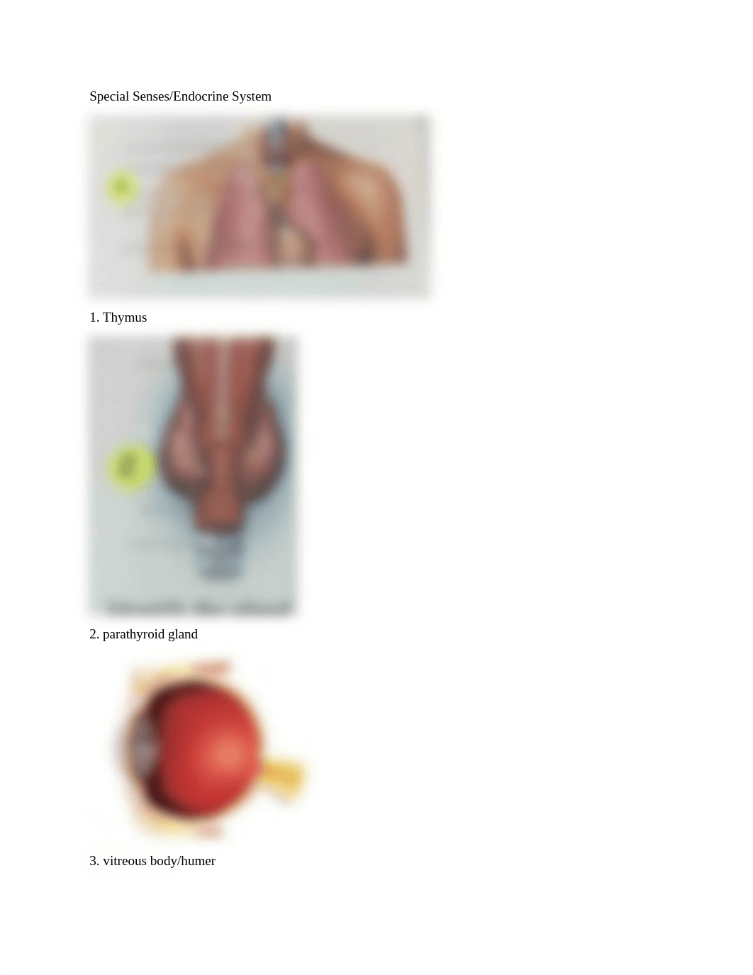 Human A&P Lab FINAL.docx_d4xuc27lkqg_page2