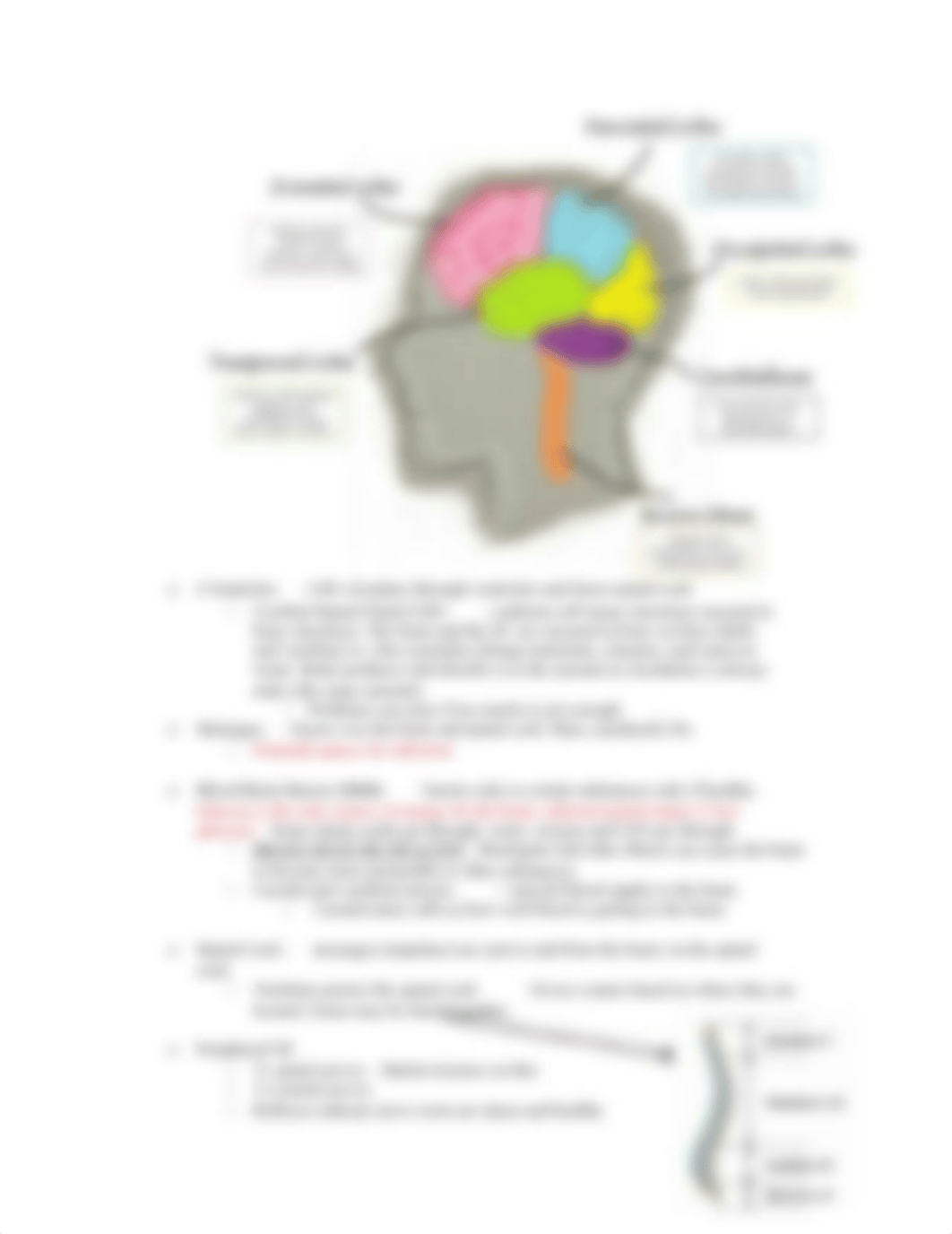 Neuro Study Guide.docx_d4xvkgqc3pn_page3