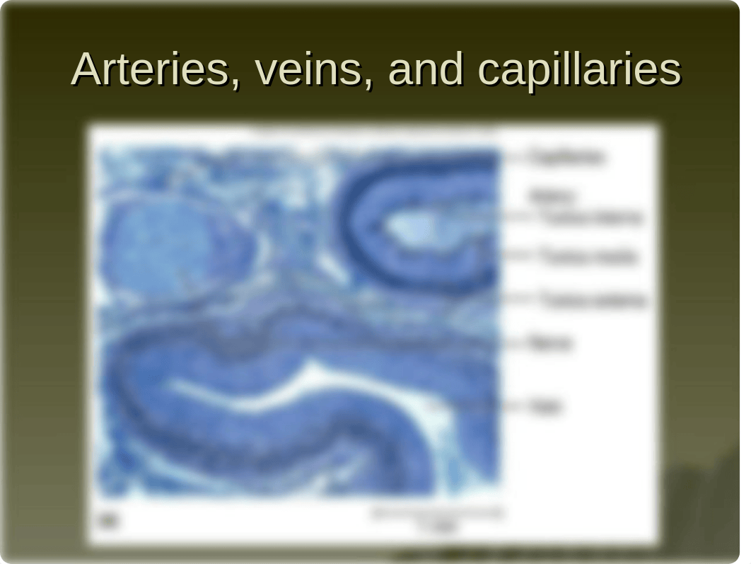 Chapter 20 - The Circulatory System - Blood Vessels (1)_d4y9n1el7jr_page2