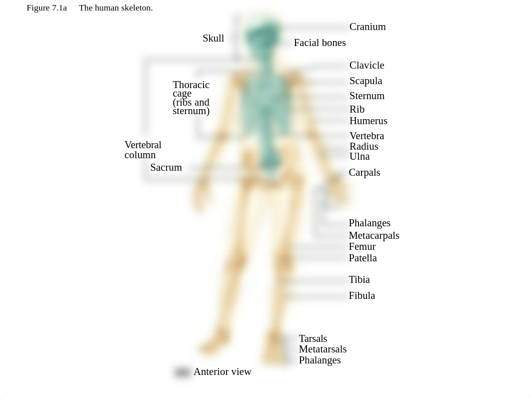 _ch_07_lecture_presentation_a.ppt_d4ybkc1ftt3_page4