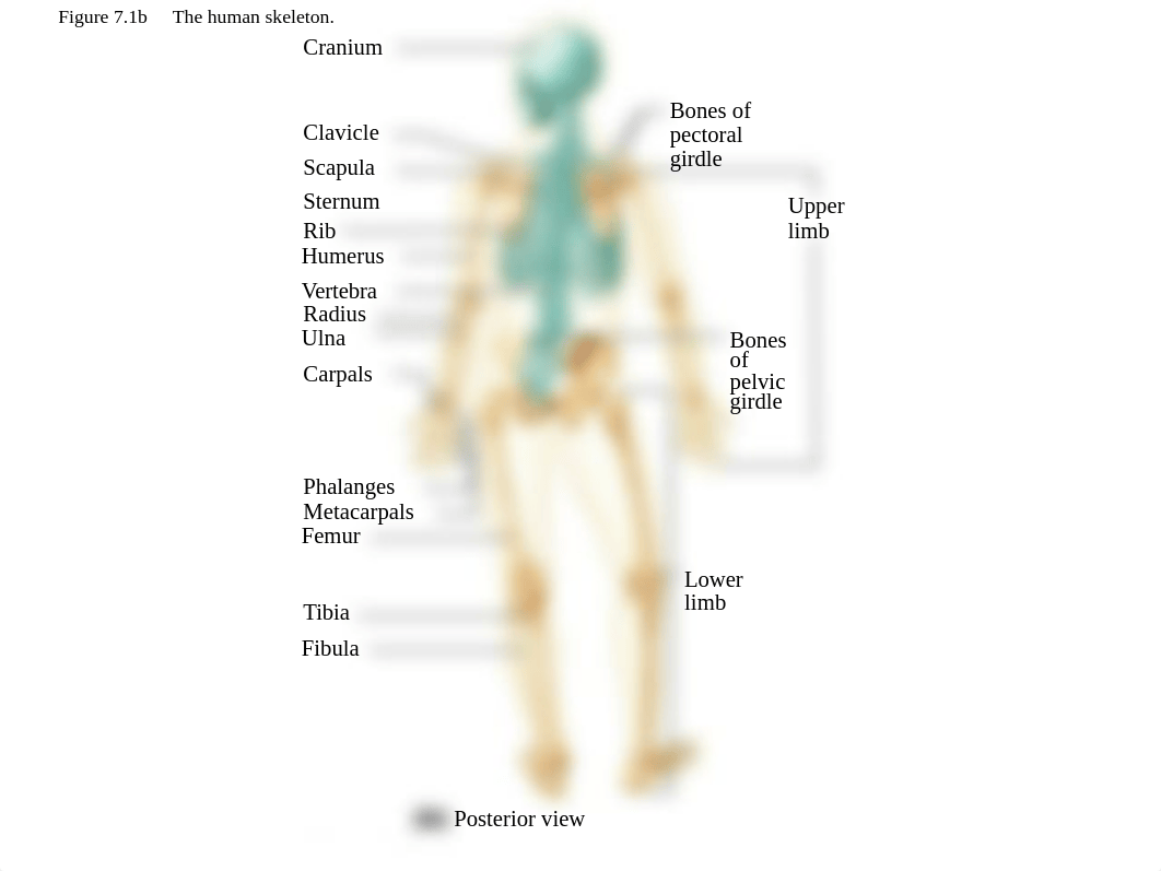 _ch_07_lecture_presentation_a.ppt_d4ybkc1ftt3_page5