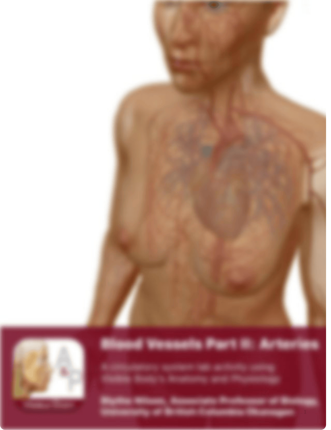 Lab Activity - Blood Vessels Part 2.pdf_d4yv3ji2n2h_page1