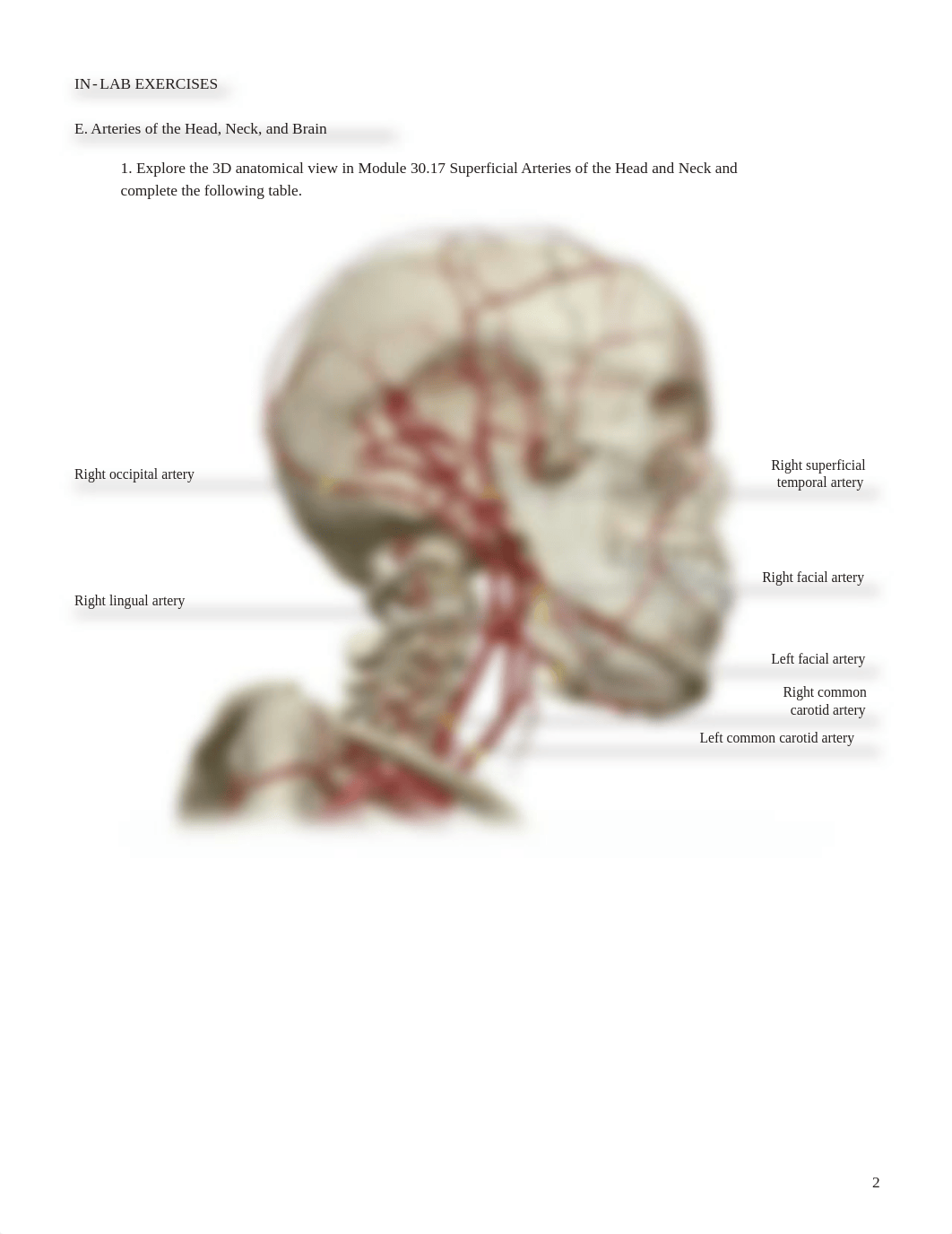 Lab Activity - Blood Vessels Part 2.pdf_d4yv3ji2n2h_page2