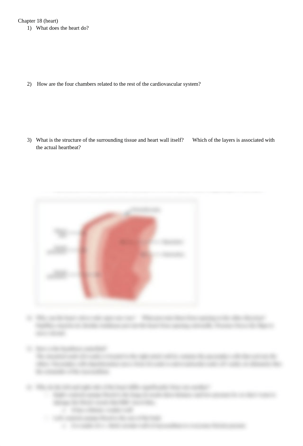 Chapter 18 Study Questions- Heart.docx_d4yvptawx4j_page1