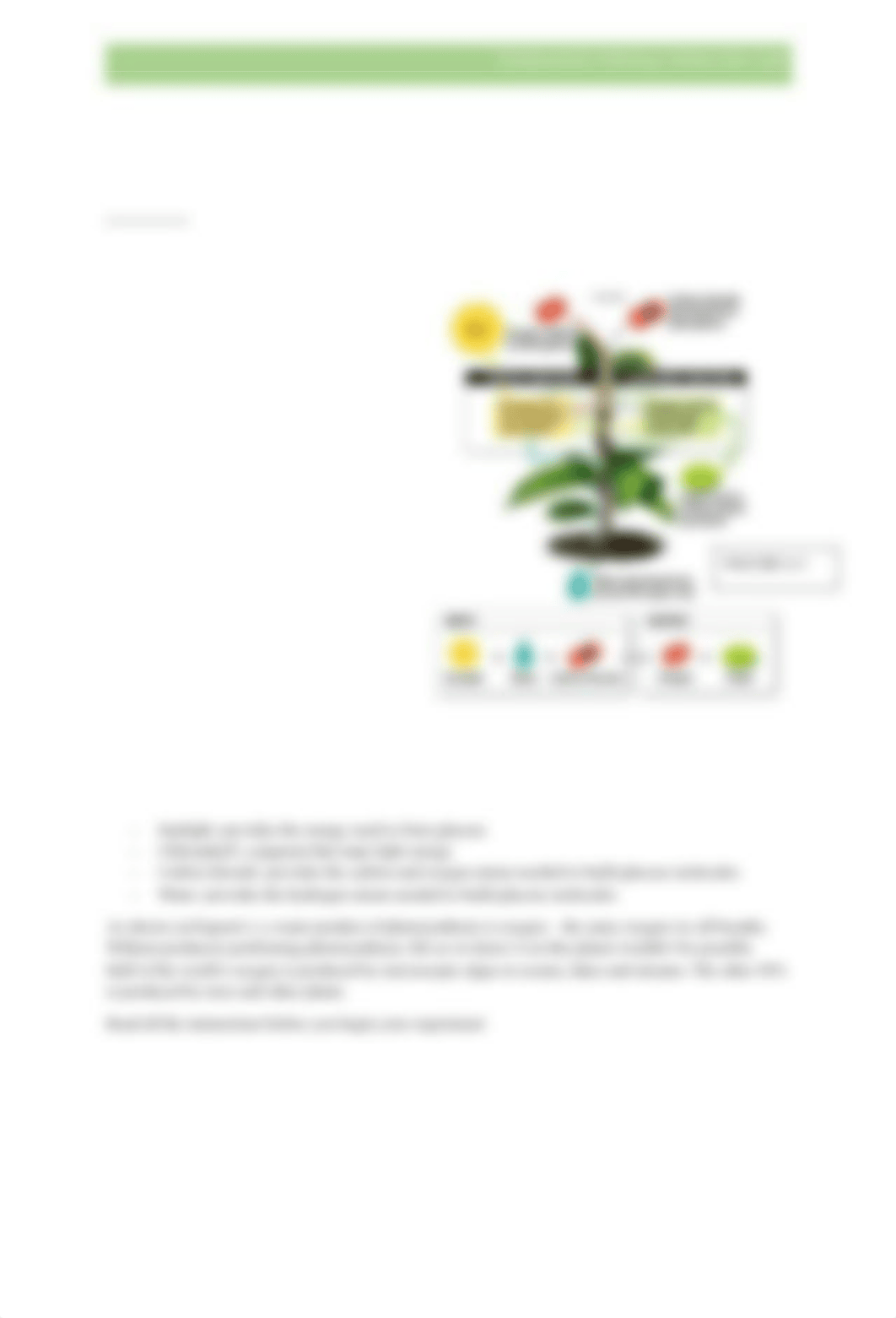 Online Lab4_photosynthesis (3).docx_d4z7qvzq7r2_page2