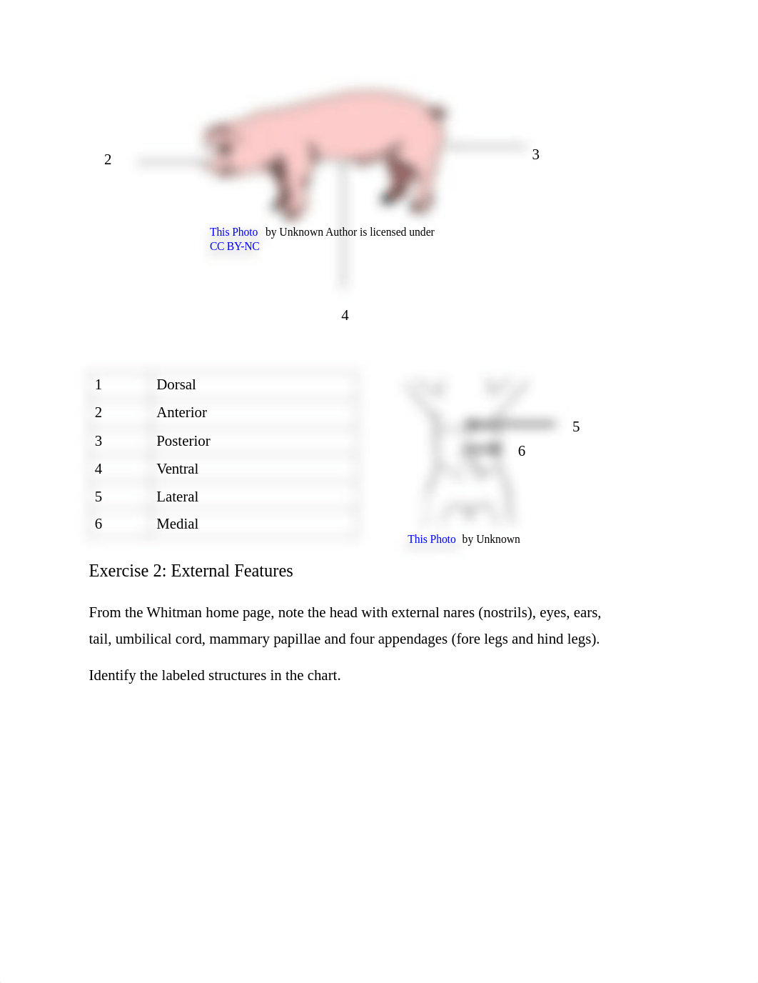 BIO 105 Chapter 10 Lab Fetal Pig Dissection ONL Version.pdf_d4z9l4wyoxw_page2