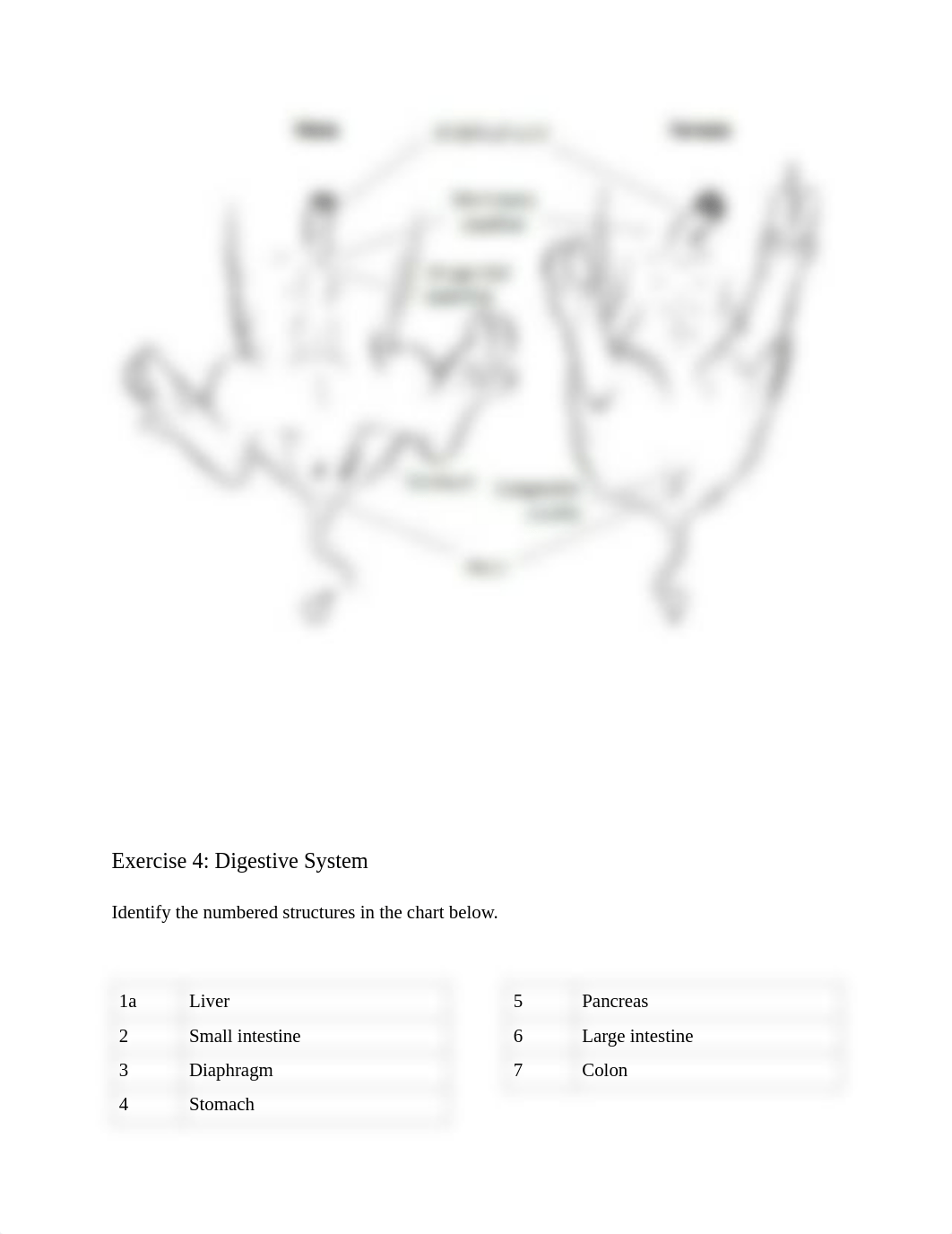 BIO 105 Chapter 10 Lab Fetal Pig Dissection ONL Version.pdf_d4z9l4wyoxw_page4