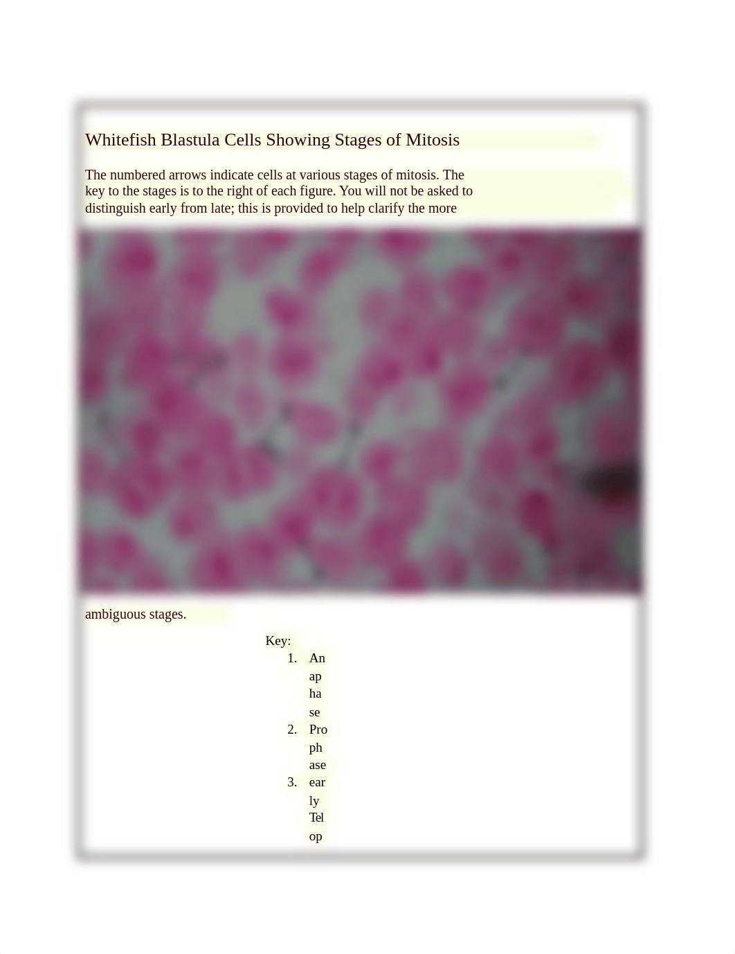 Whitefish Blastula Cells Showing Stages of Mitosis_d4zoyug6bfy_page1