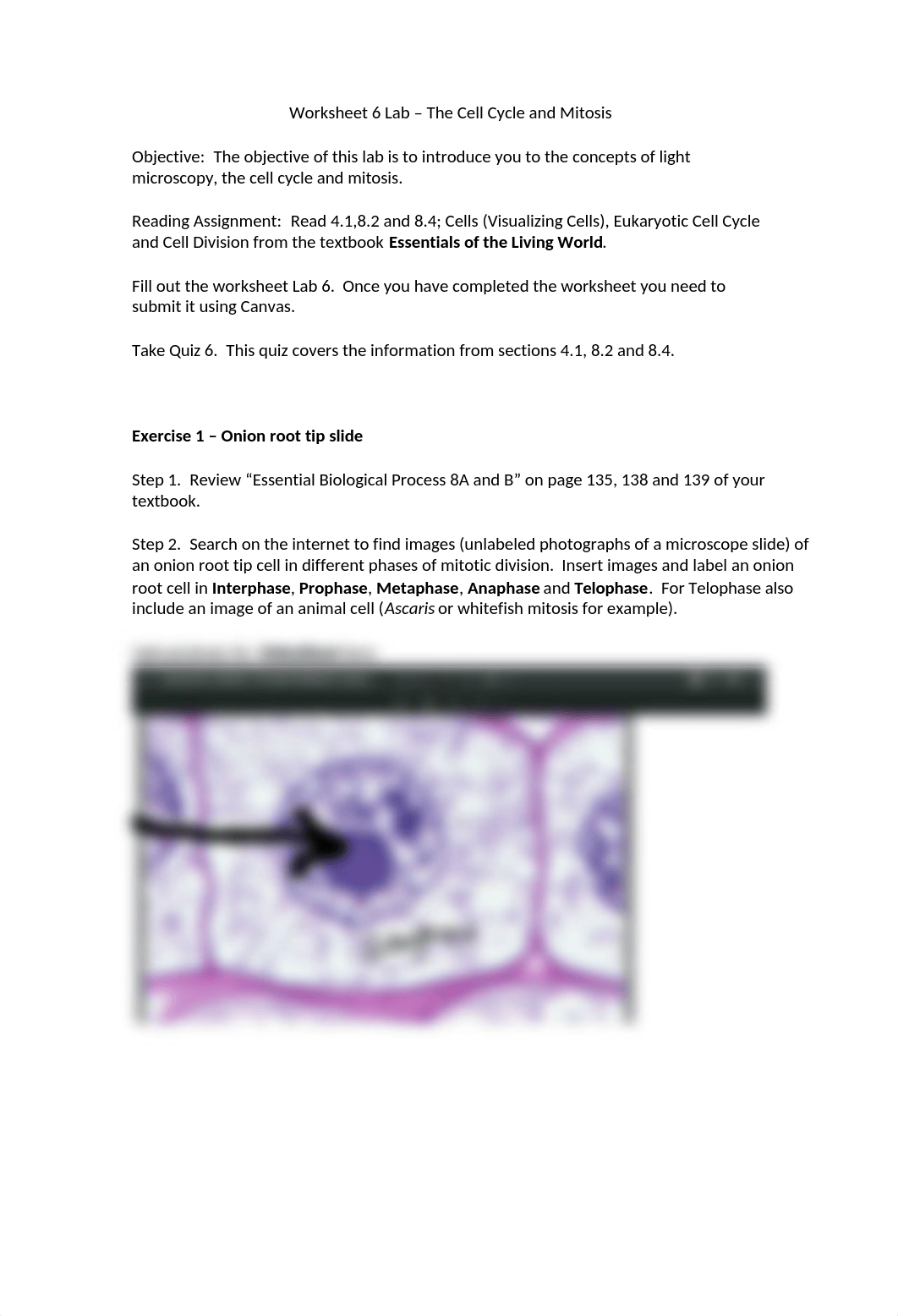 Worksheet 6 -  Light Microscopy, the Cell Cycle and Mitosis Online (1).docx_d4zwfi4gsyu_page1