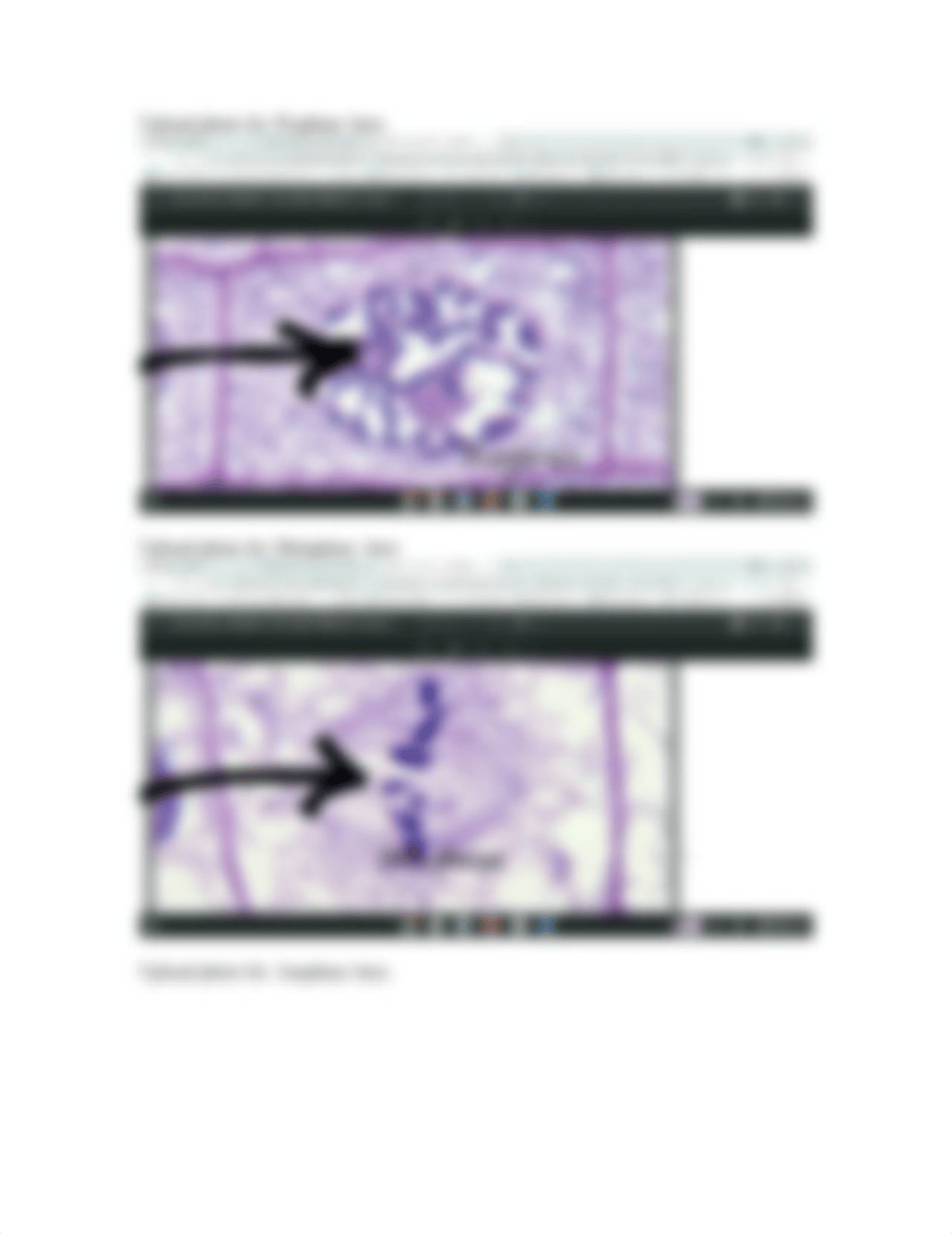 Worksheet 6 -  Light Microscopy, the Cell Cycle and Mitosis Online (1).docx_d4zwfi4gsyu_page2