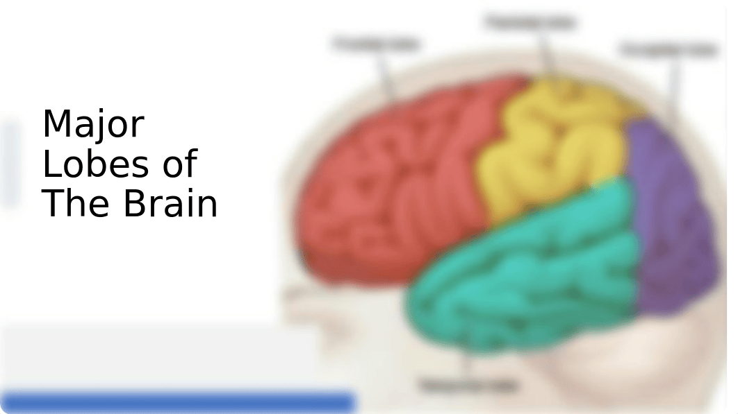 Brain and Nervous System Presentation.pptx_d5113apz07t_page3