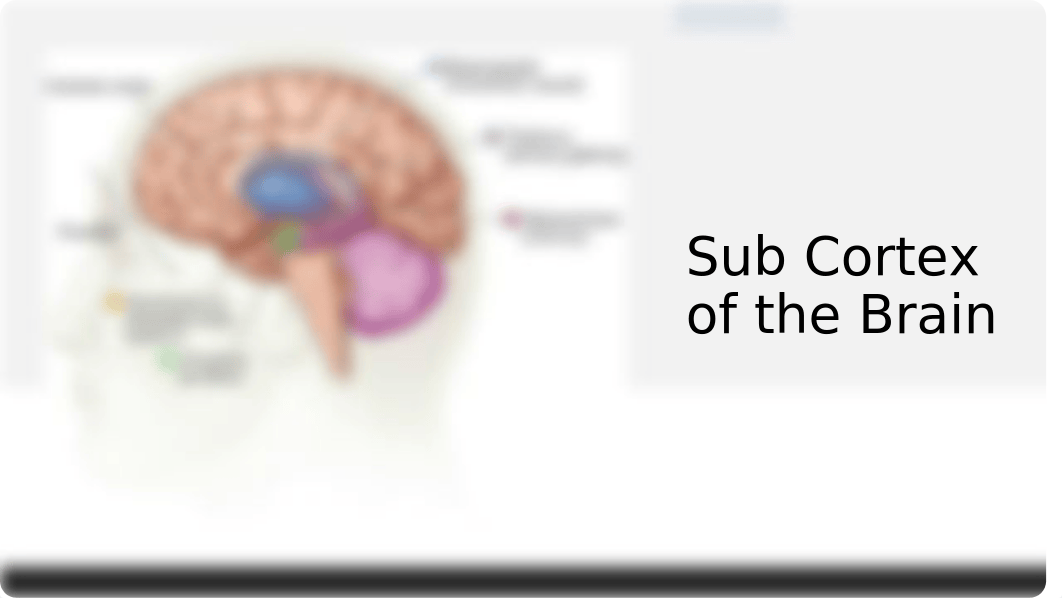 Brain and Nervous System Presentation.pptx_d5113apz07t_page4