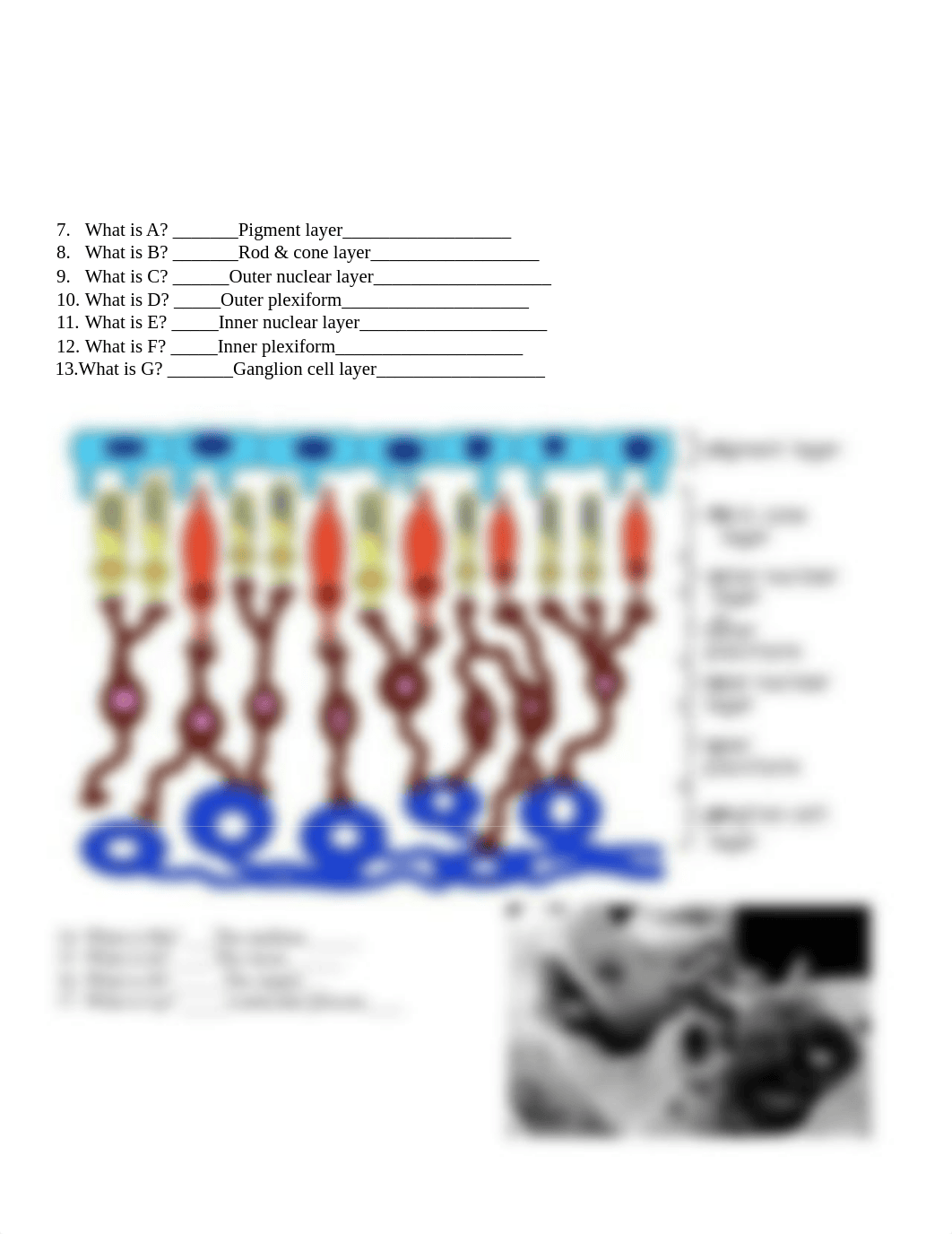 Sense Organs Microanatomy Worksheet pdf.pdf_d52418lulvy_page2