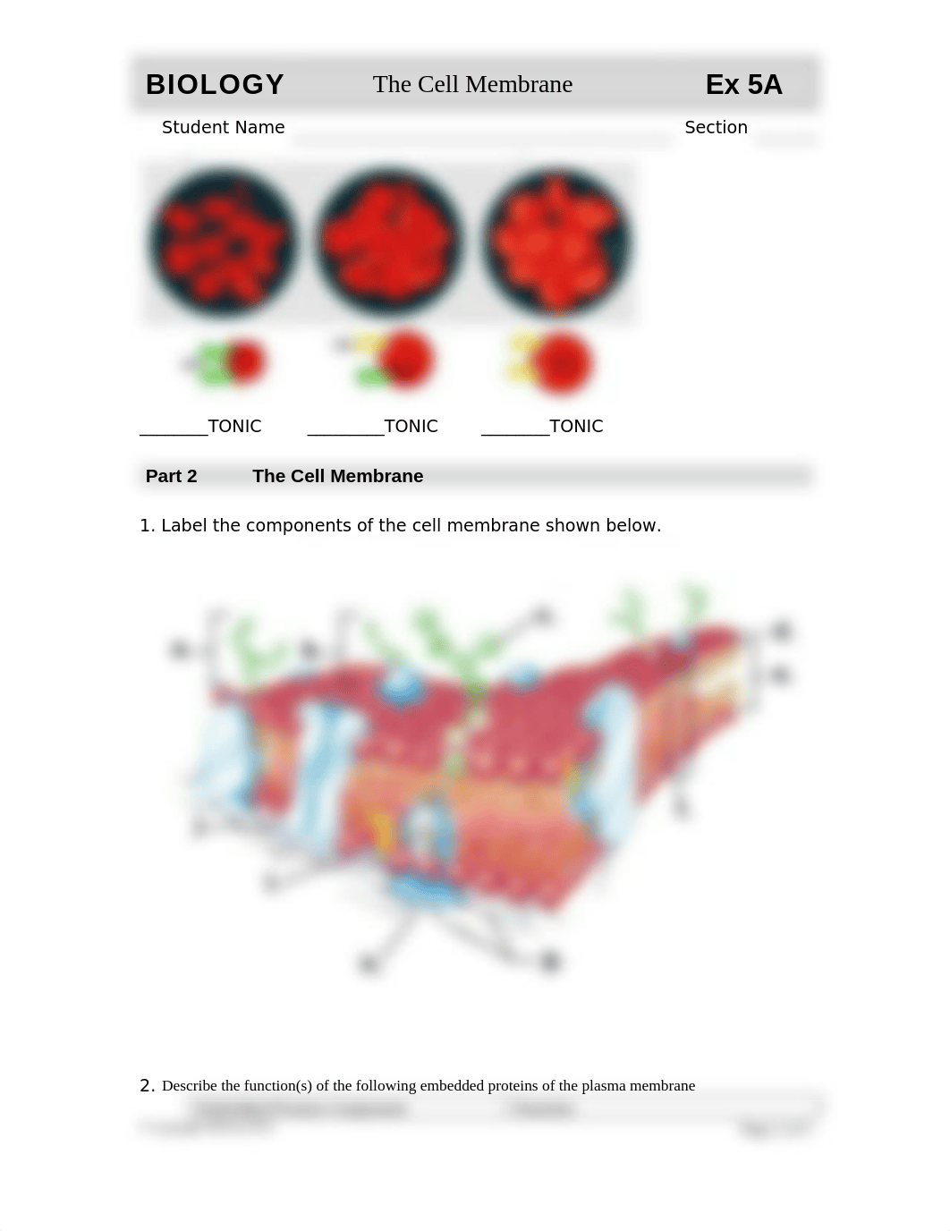 BIOLOGY Exercise 05A 2019 the Cell   Membrane (1).doc_d524ns8dk95_page3