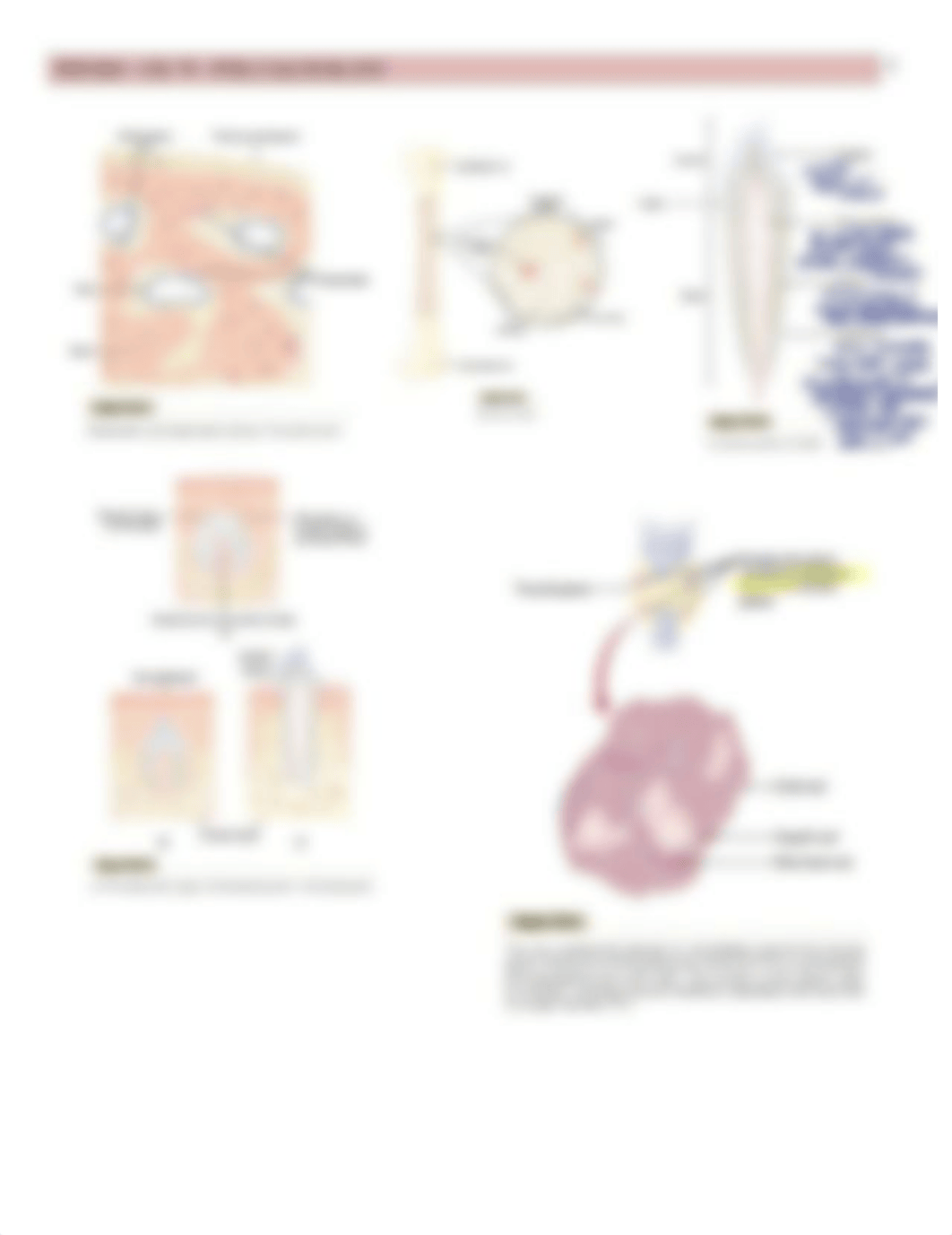 Physio - 79 - PTH & Calcium - BL_d52lraygk2m_page5