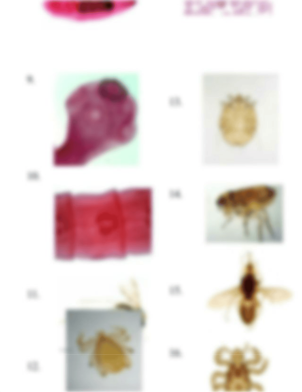 Parasite Lab Pictures.docx_d53gqfkllp4_page3