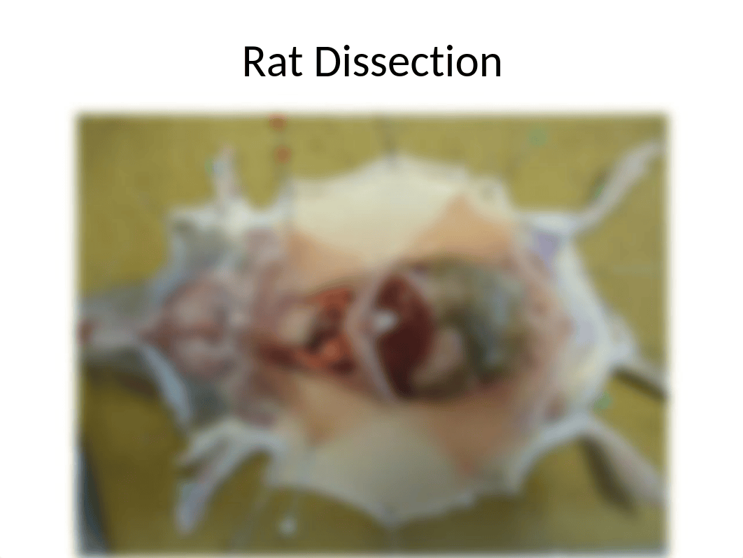 Rat dissection.pptx_d53m2uegd8g_page1