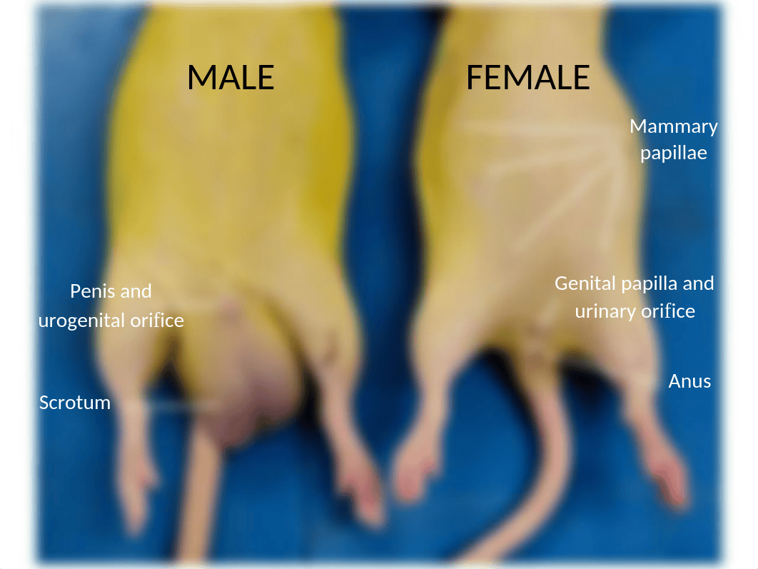 Rat dissection.pptx_d53m2uegd8g_page3