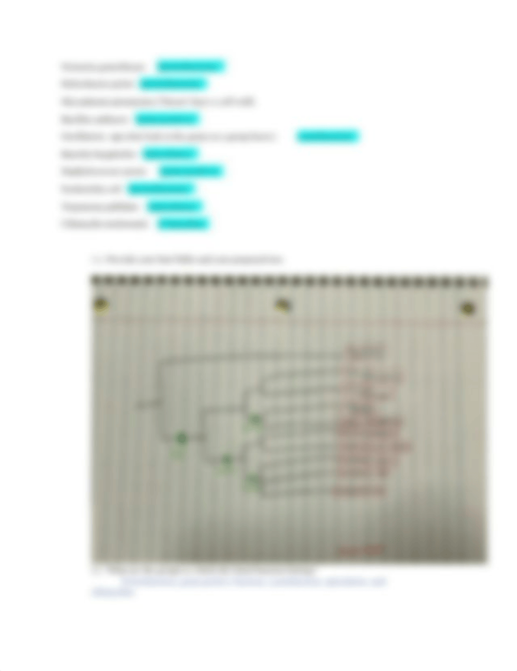 Bacteria Diversity Activity.docx_d53psmwnpqy_page2