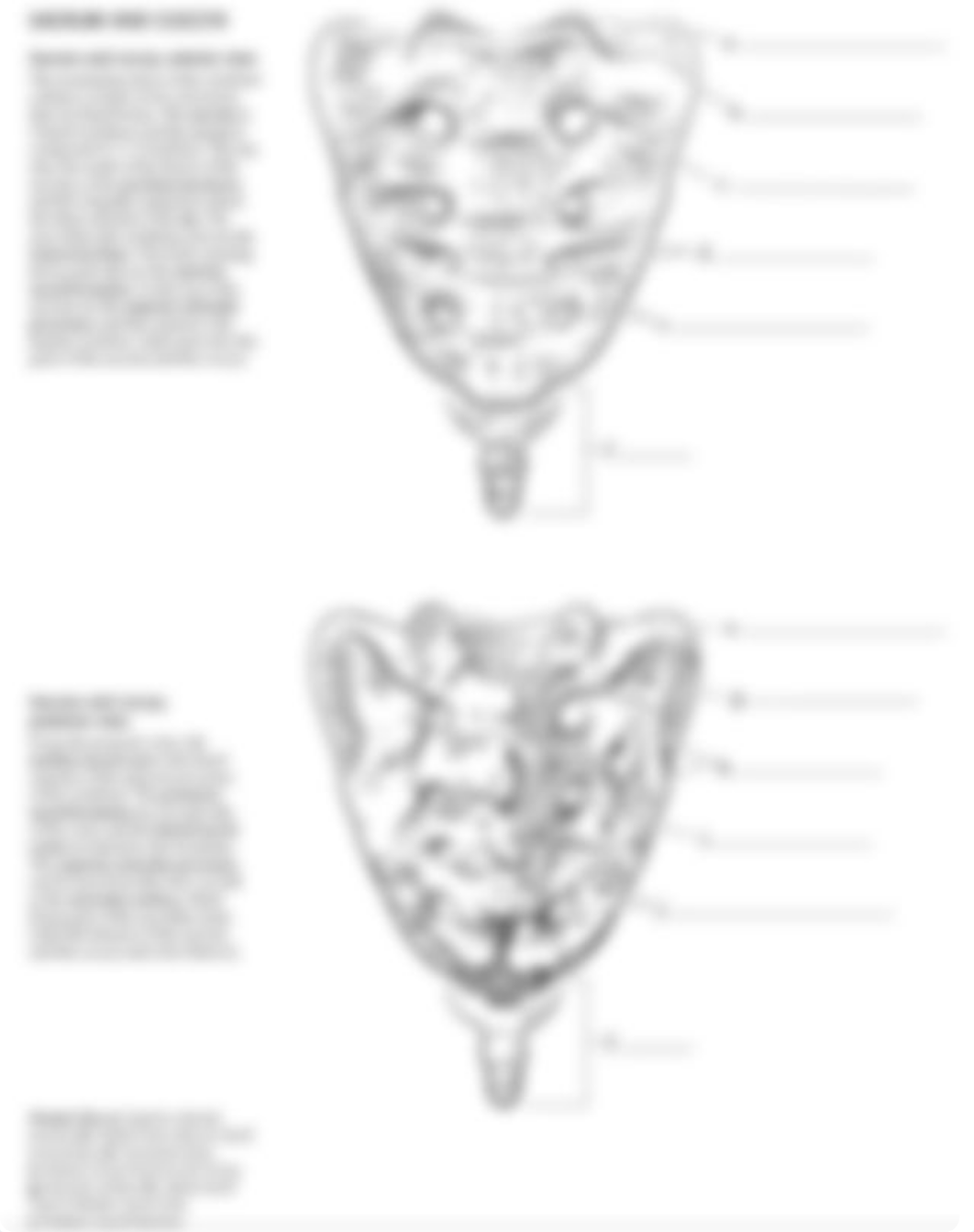 Sacrum and Coccyx_d548isss2k7_page1