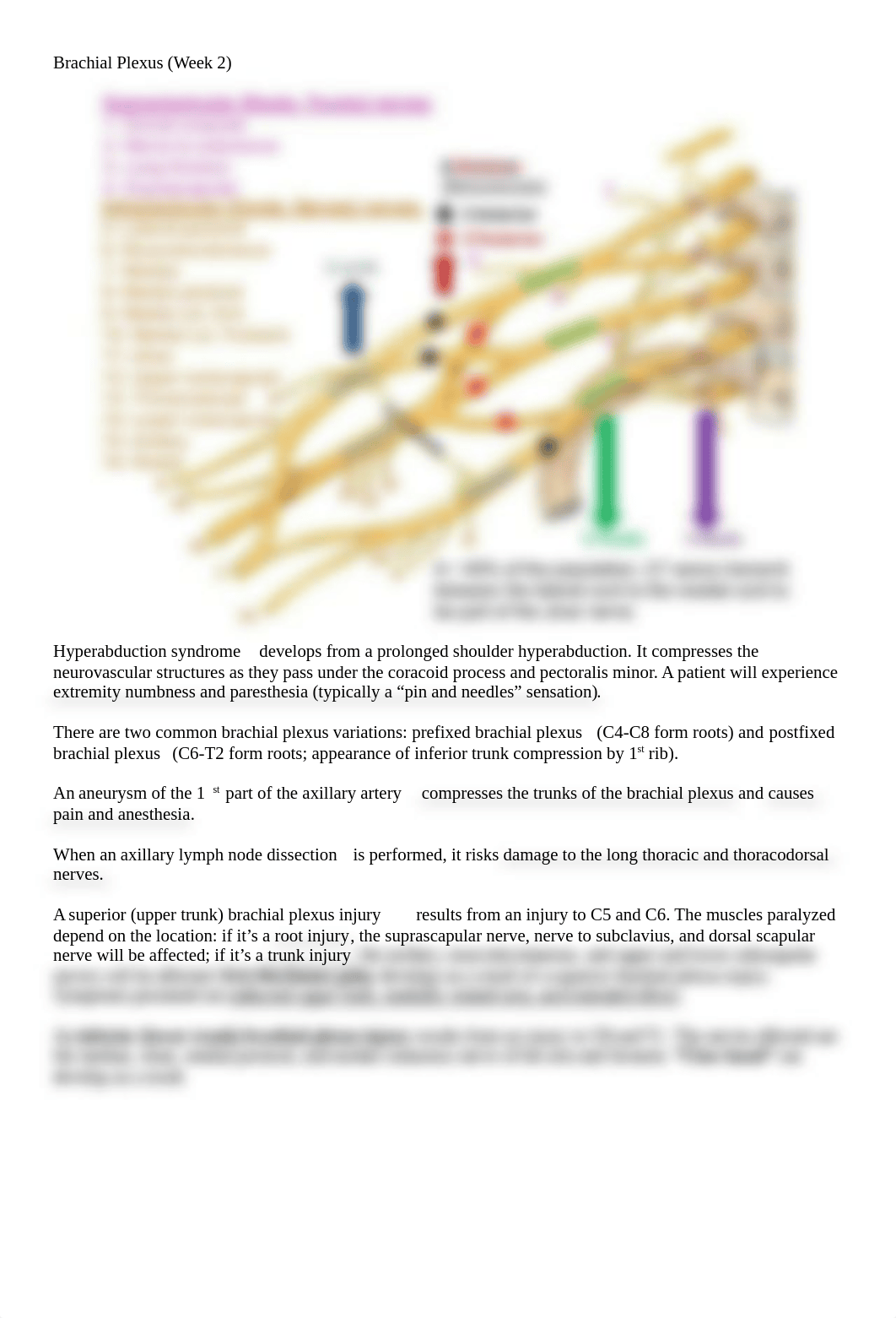 Brachial Plexus.docx_d54ara2o3fa_page1