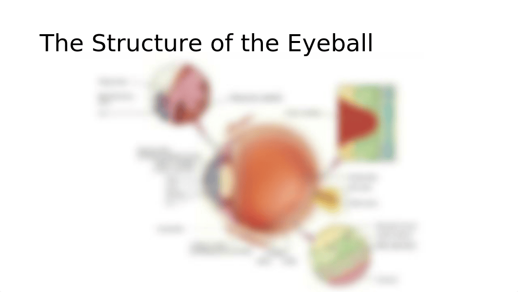 structure of eye.pptx_d54ev6gbq6w_page1