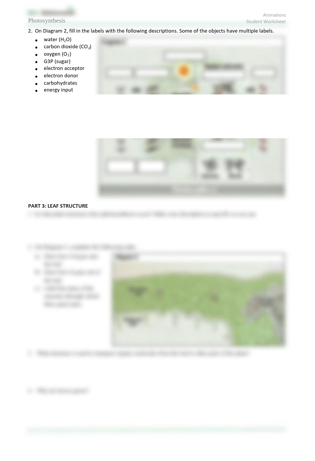 Photosynthesis-StudentWS-animation-1.pdf_d54gwk6yr2t_page2