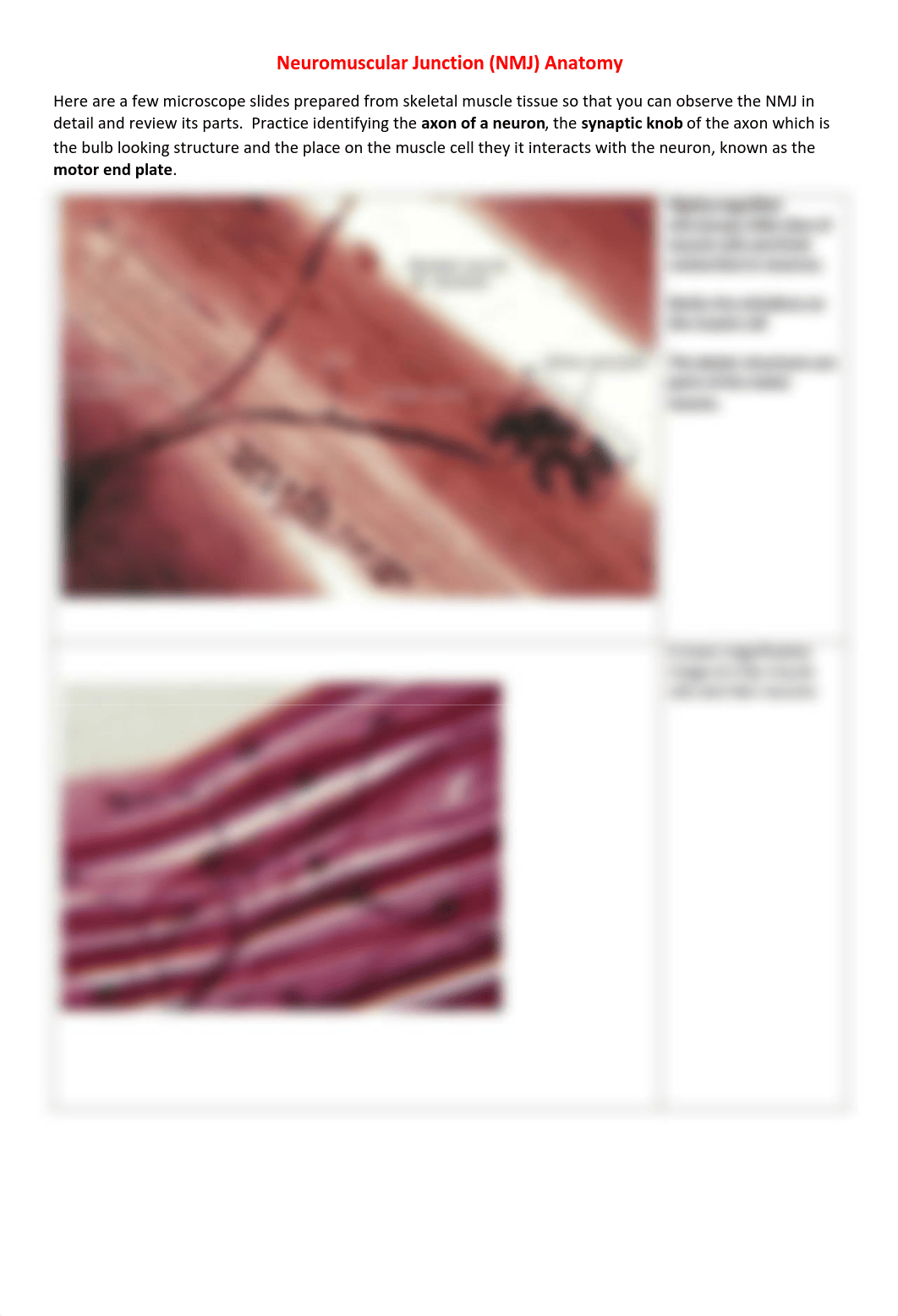 chapter 6 muscles lab.pdf_d54hlcp7lyq_page3