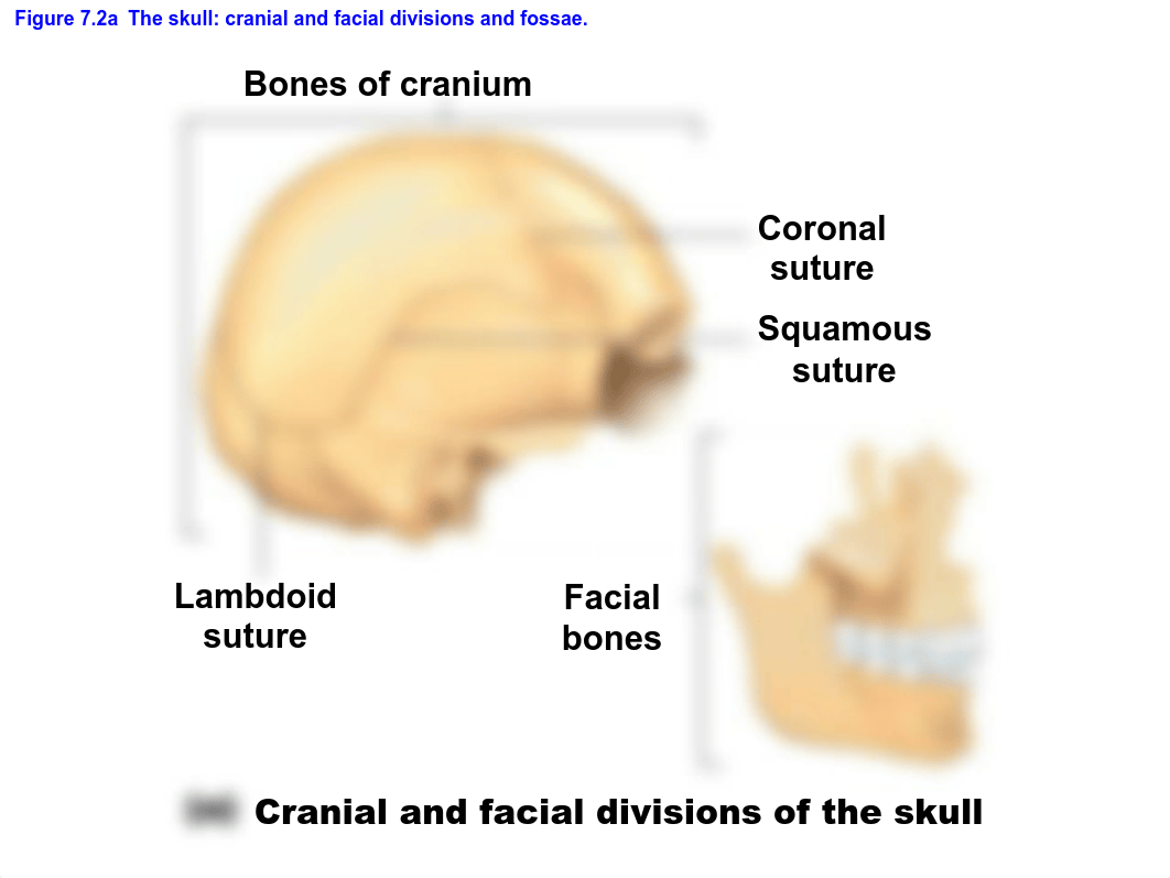 Bones of the Skull_d54kdmm9b1k_page5